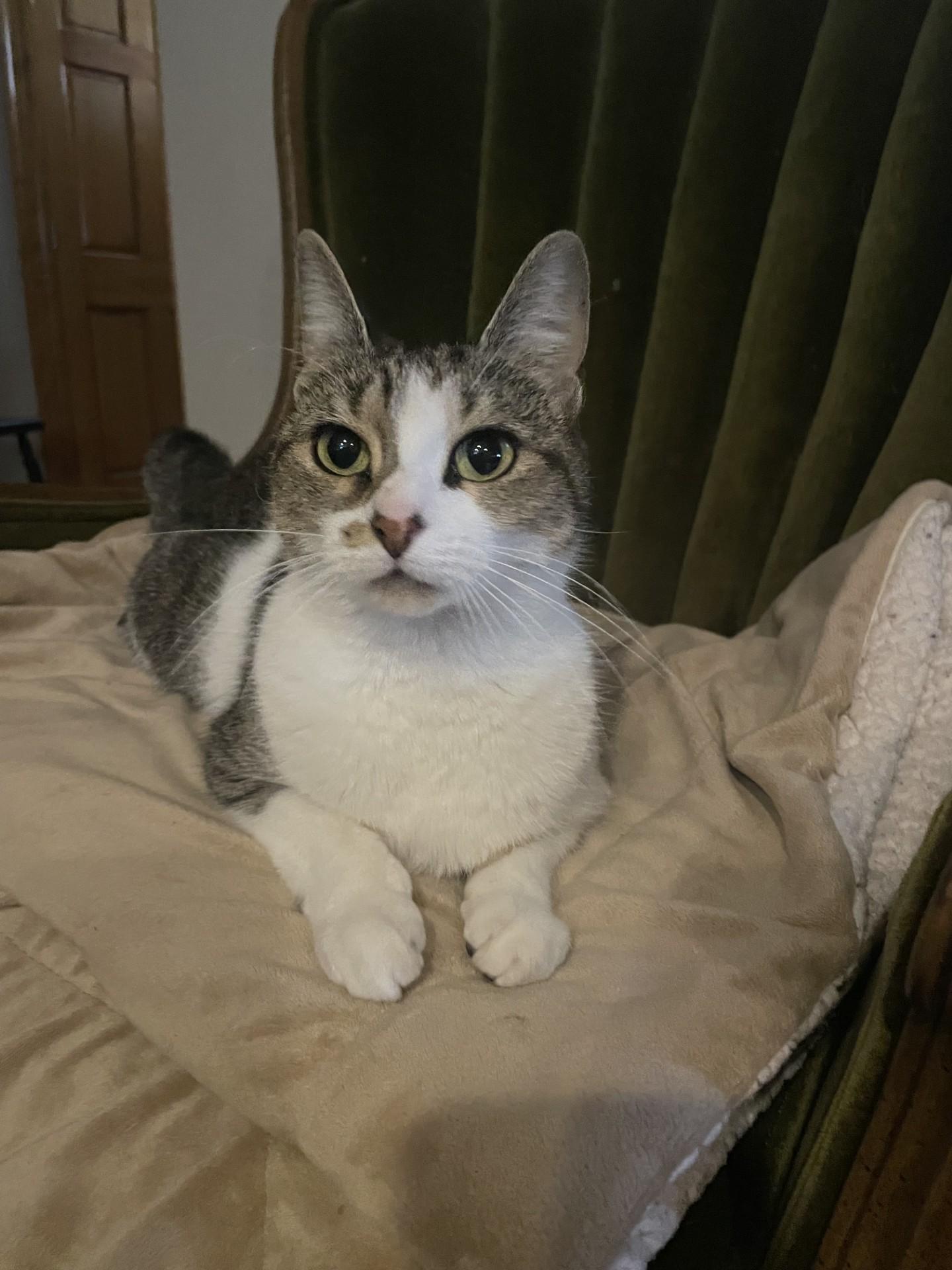 Enlarge Oatmeal, a Adoptable Domestic Short Hair in Melrose, MA image 5/5