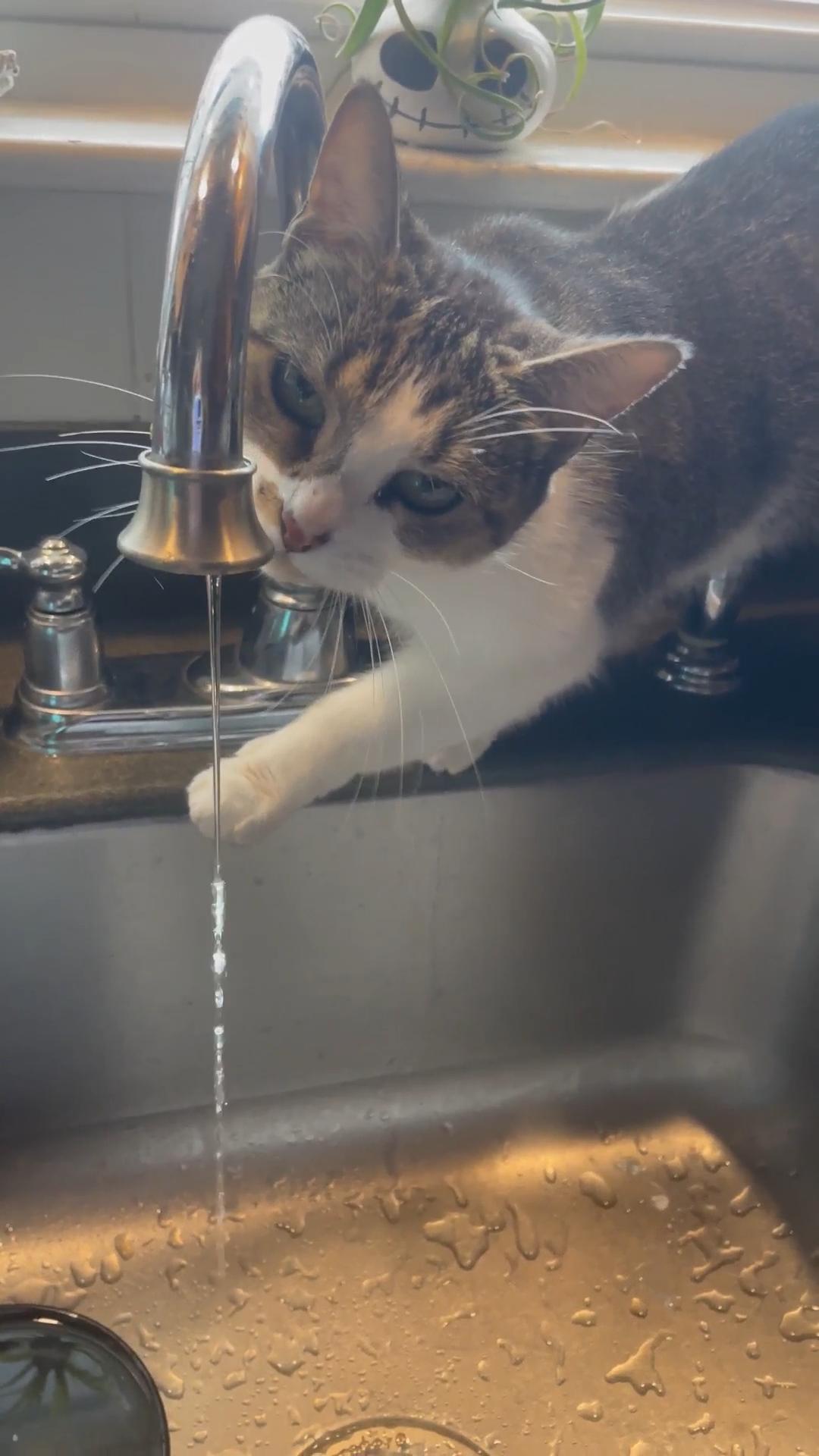 Enlarge Oatmeal, a Adoptable Domestic Short Hair in Melrose, MA image 3/5