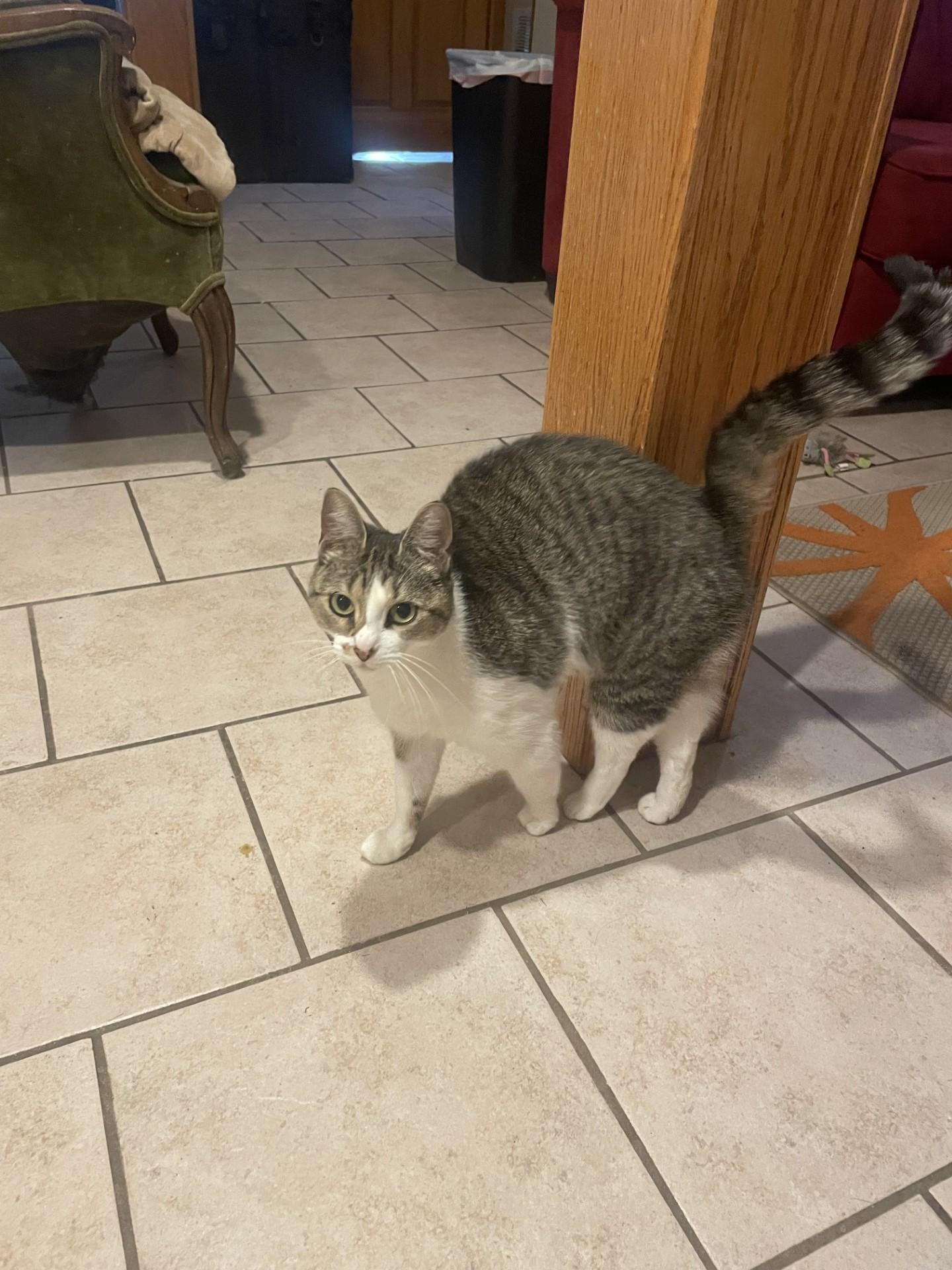 Enlarge Oatmeal, a Adoptable Domestic Short Hair in Melrose, MA image 4/5