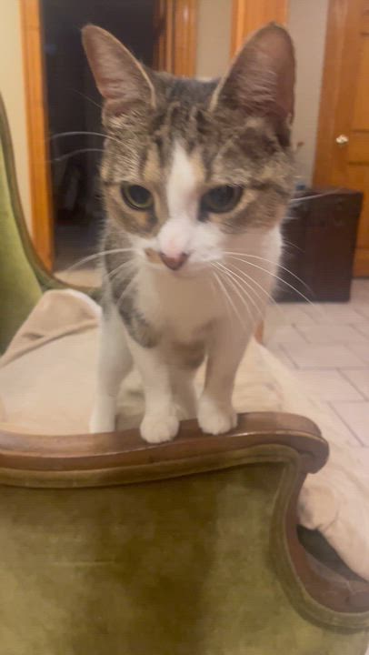 Enlarge Oatmeal, a Adoptable Domestic Short Hair in Melrose, MA video 2/5