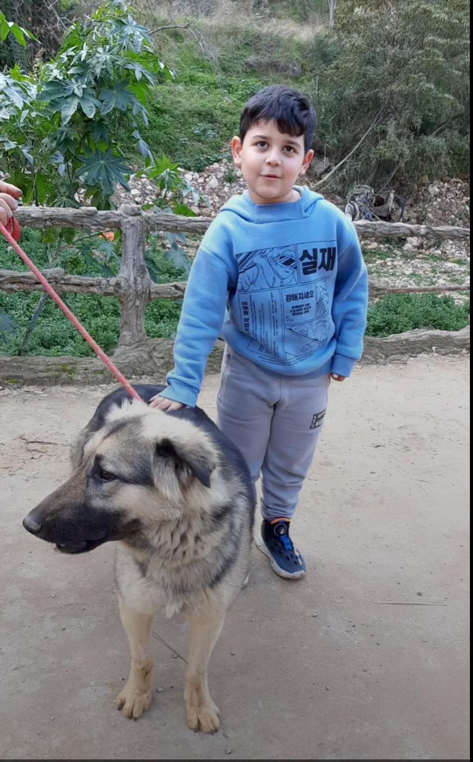 Sasha, a Adoptable mixed breed in Etobicoke, ON image 4/6