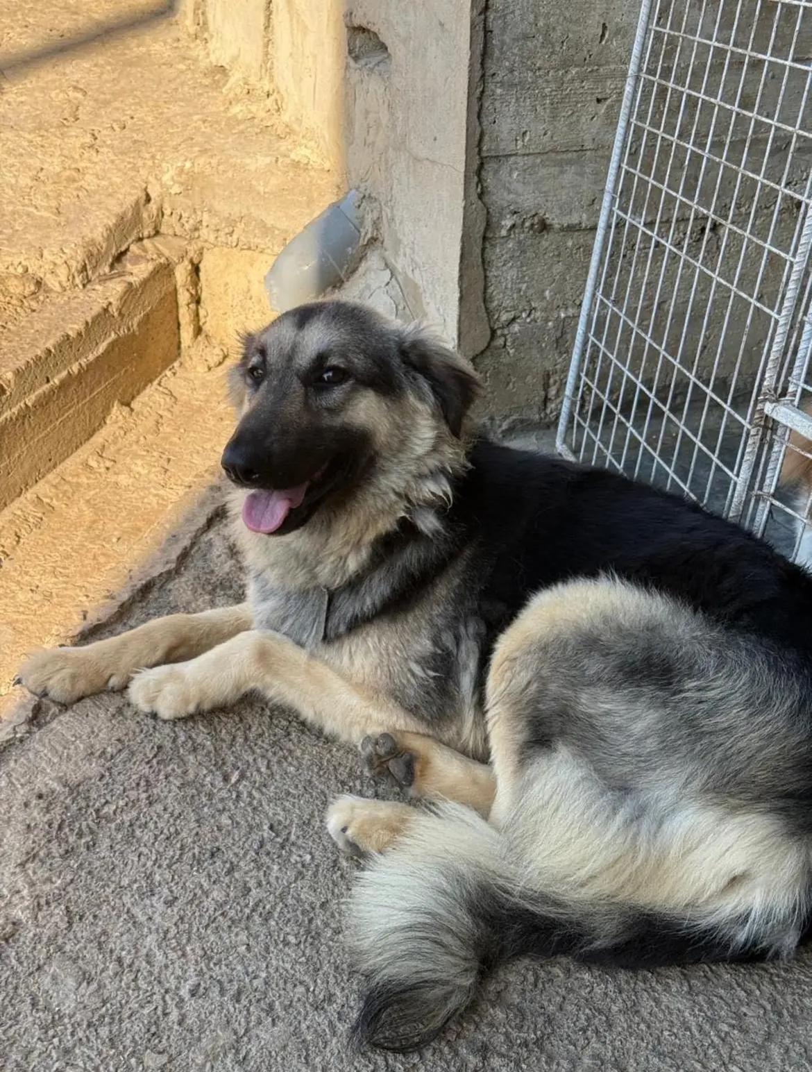 Sasha, a Adoptable mixed breed in Etobicoke, ON image 5/6