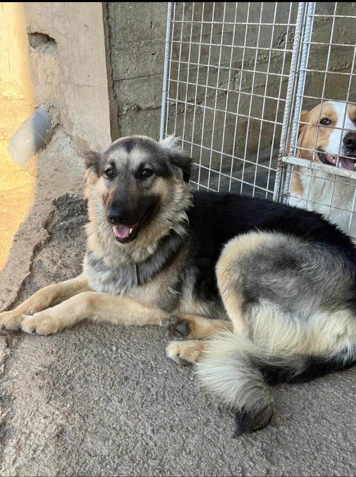 Sasha, a Adoptable mixed breed in Etobicoke, ON image 2/6