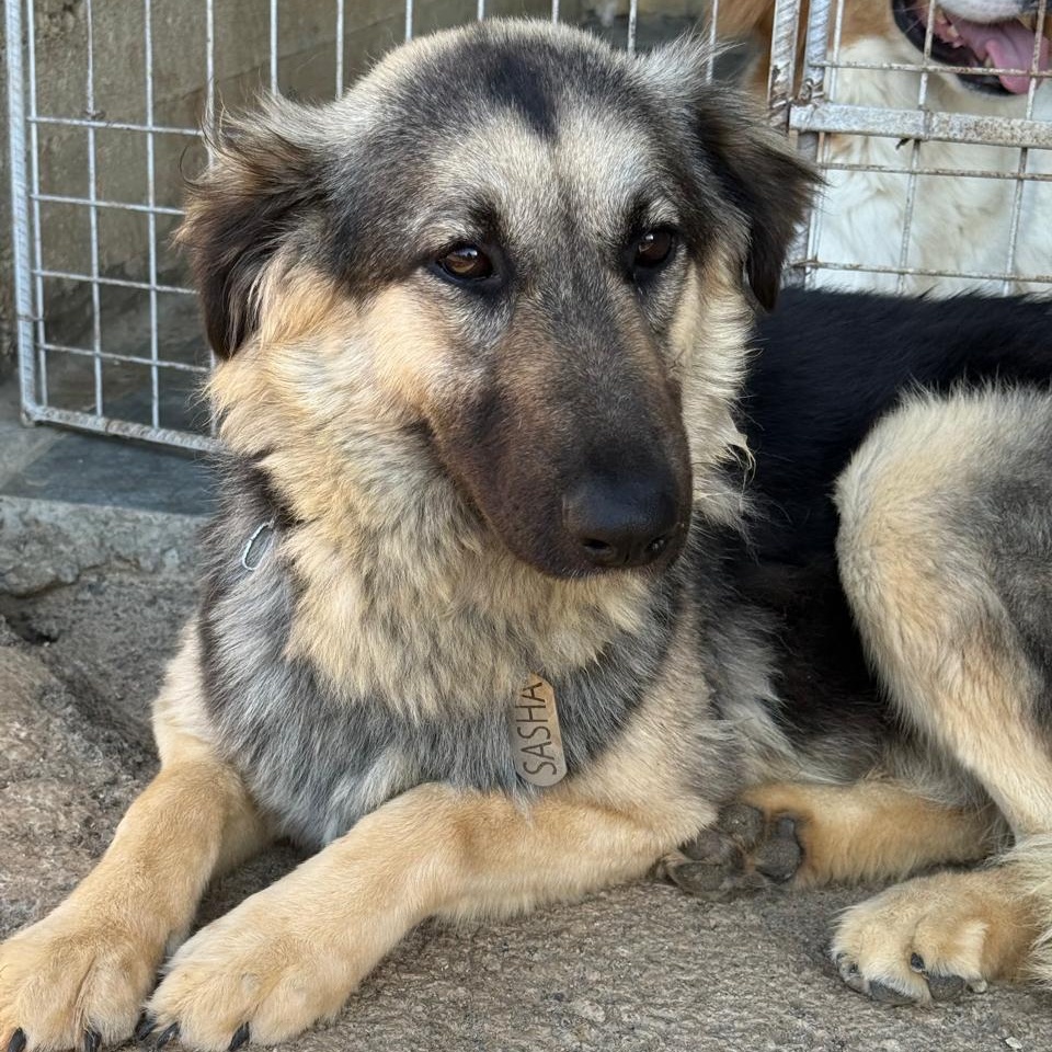 Sasha, Adoptable, Young Female Shepherd.