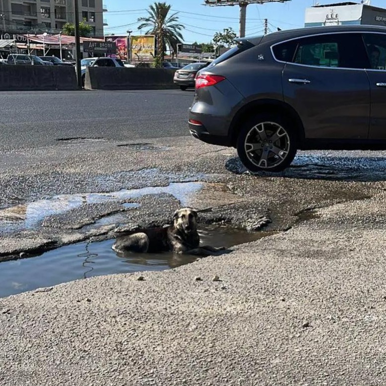 Sasha, a Adoptable mixed breed in Etobicoke, ON image 6/6