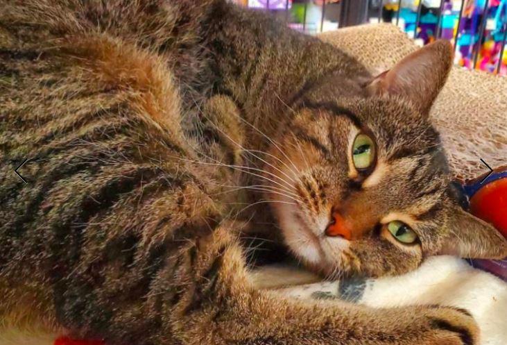 Willow, adopted, Adult Female Domestic Short Hair.