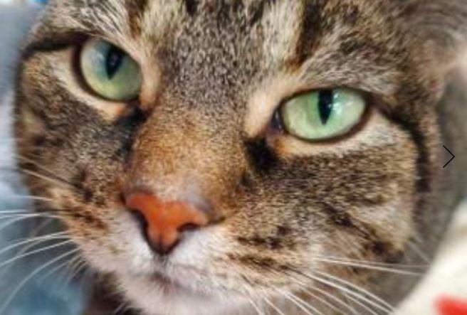 Enlarge Willow, an adopted Domestic Short Hair in Keswick, ON image 2/3