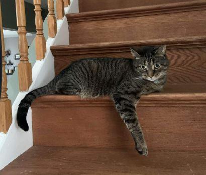 Enlarge Willow, an adopted Domestic Short Hair in Keswick, ON image 3/3
