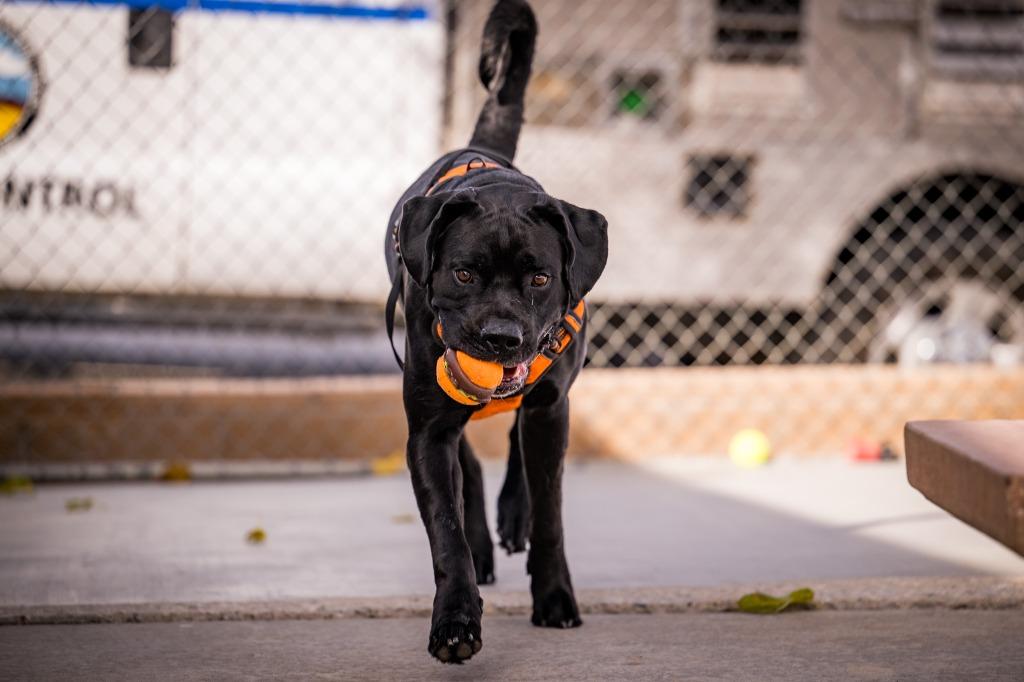 Enlarge Sonny, a Adoptable mixed breed in Twentynine Palms, CA image 1/6