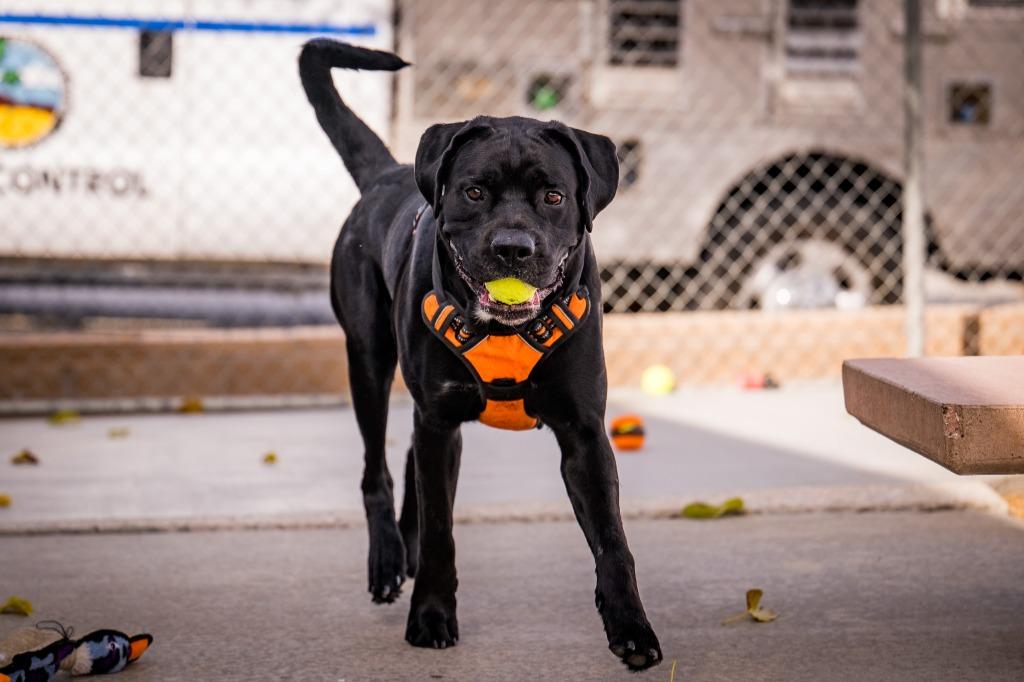 Enlarge Sonny, a Adoptable mixed breed in Twentynine Palms, CA image 2/6