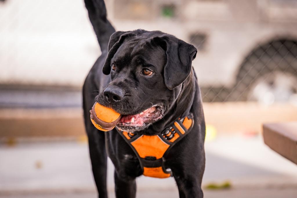 Enlarge Sonny, a Adoptable mixed breed in Twentynine Palms, CA image 5/6