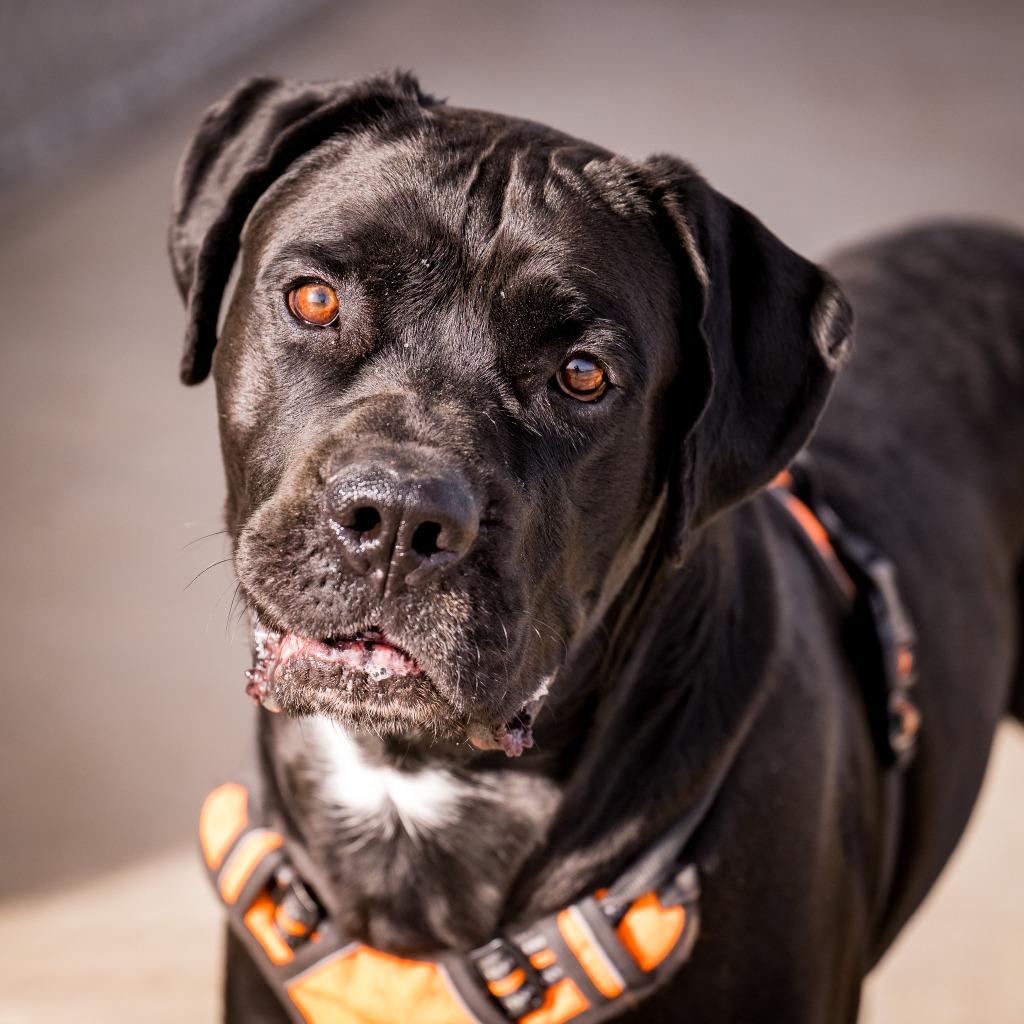 Enlarge Sonny, a Adoptable mixed breed in Twentynine Palms, CA image 6/6