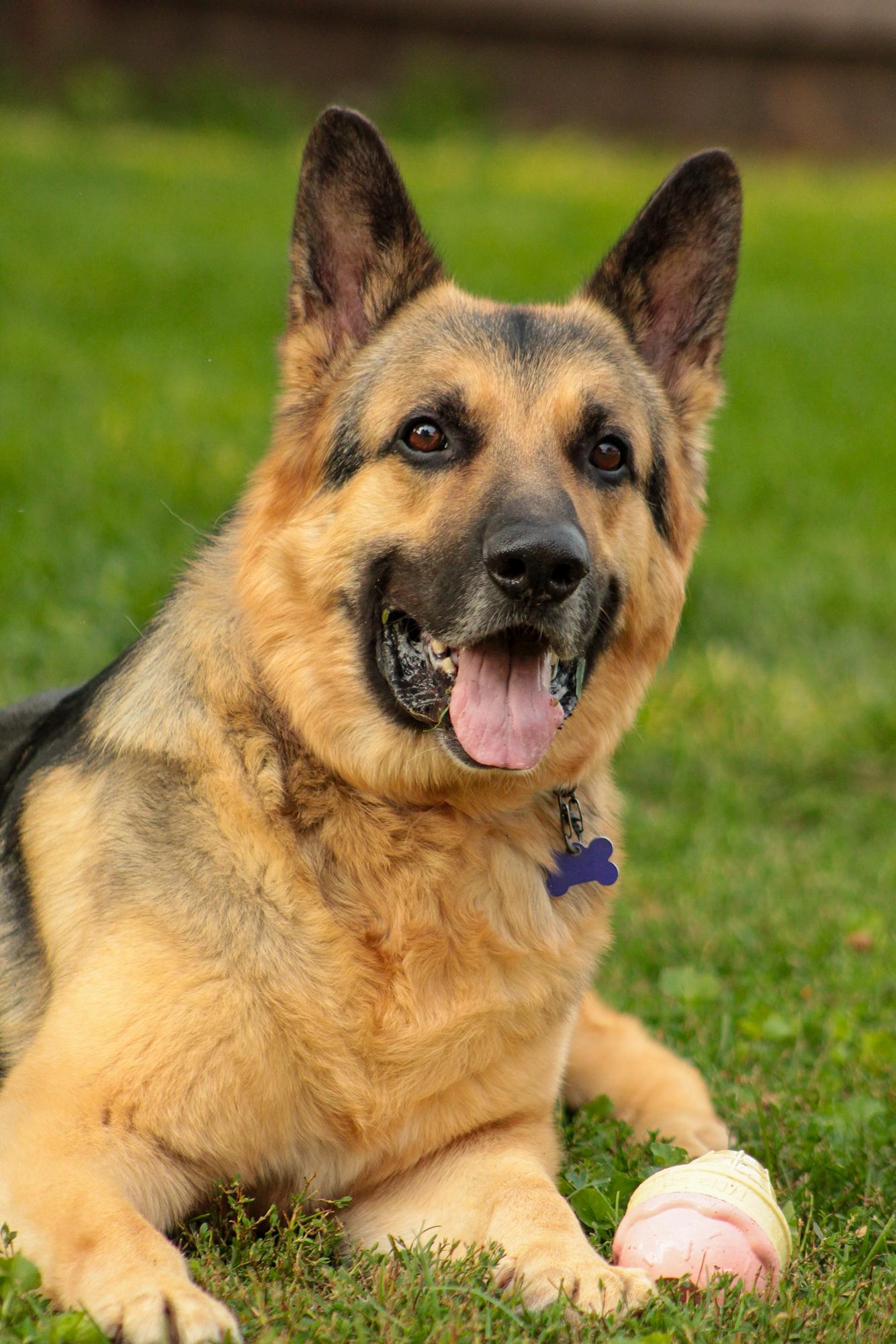 Enlarge Schnapps, a Adoptable German Shepherd Dog in Chicago, IL image 1/6
