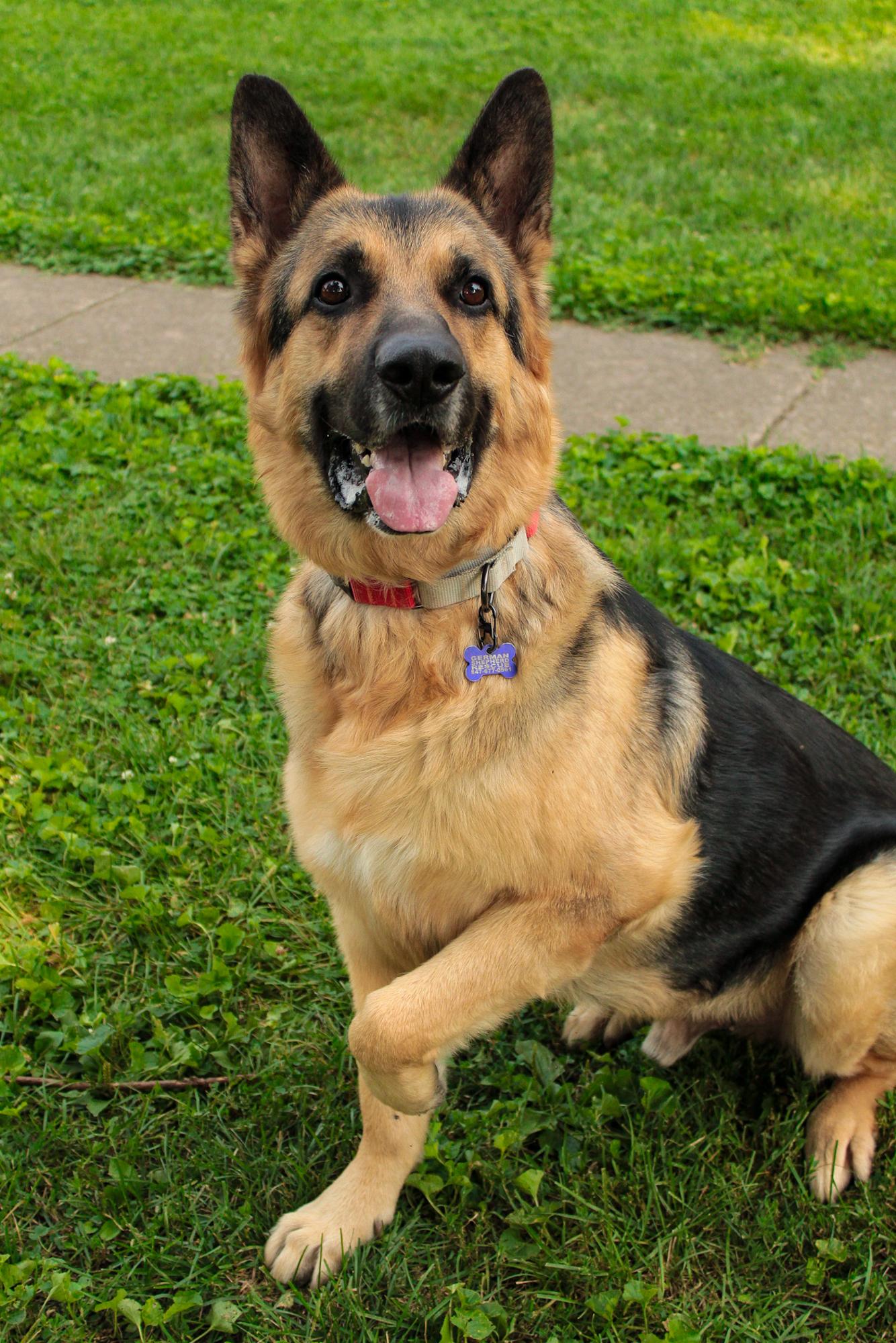 Enlarge Schnapps, a Adoptable German Shepherd Dog in Chicago, IL image 2/6