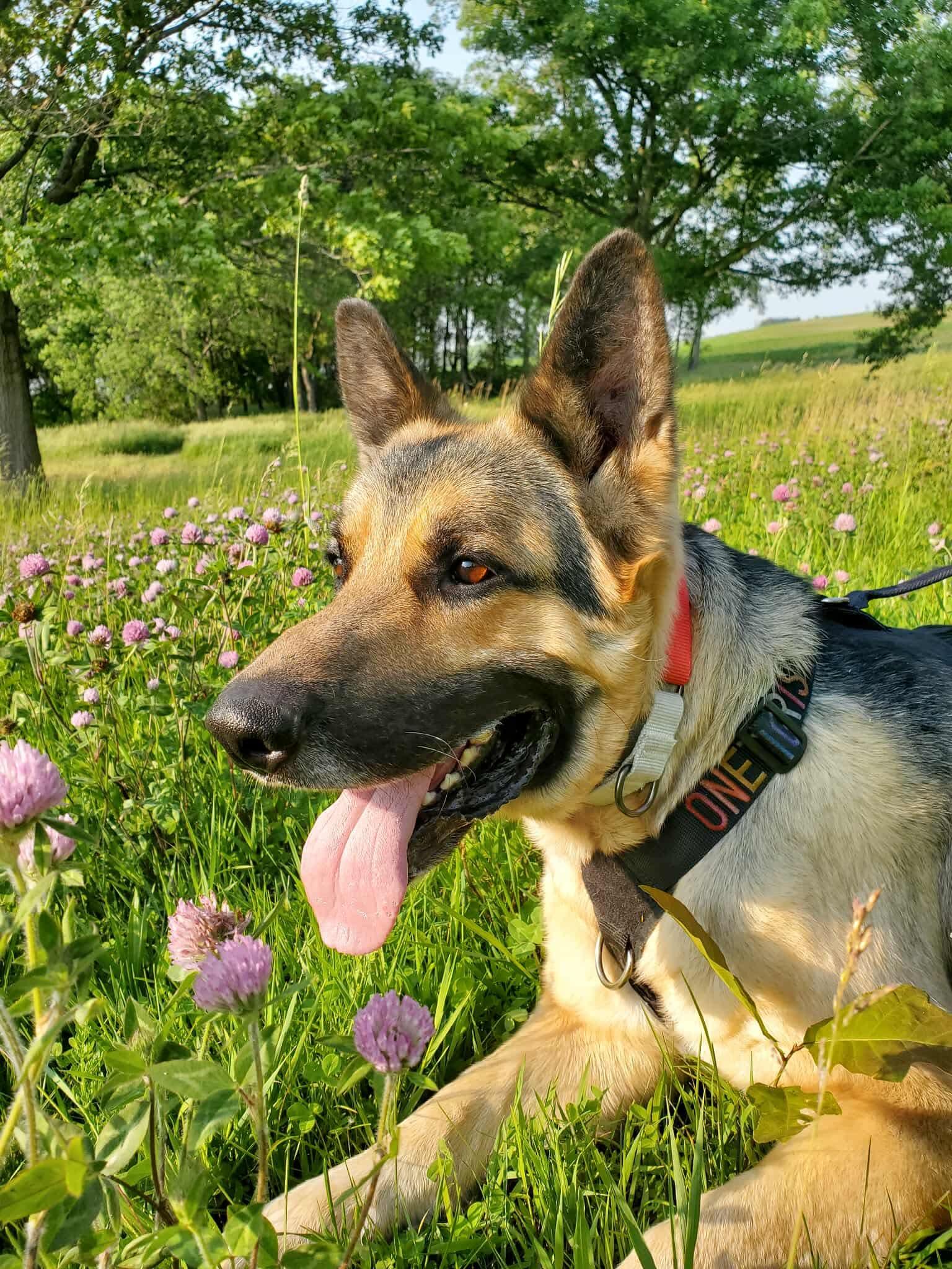 Enlarge Schnapps, a Adoptable German Shepherd Dog in Chicago, IL image 4/6