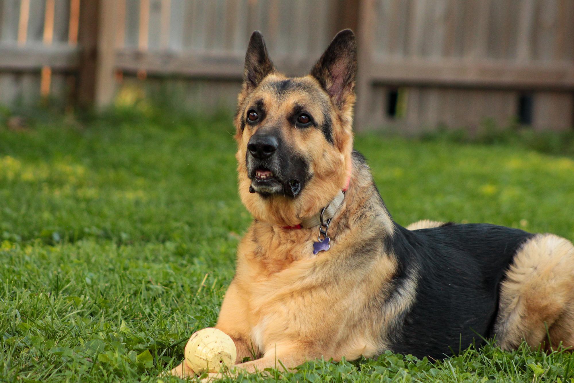 Enlarge Schnapps, a Adoptable German Shepherd Dog in Chicago, IL image 3/6