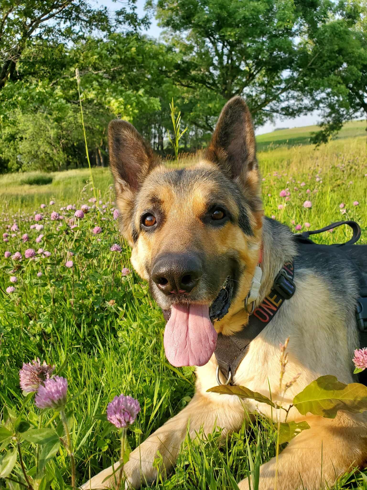 Enlarge Schnapps, a Adoptable German Shepherd Dog in Chicago, IL image 5/6