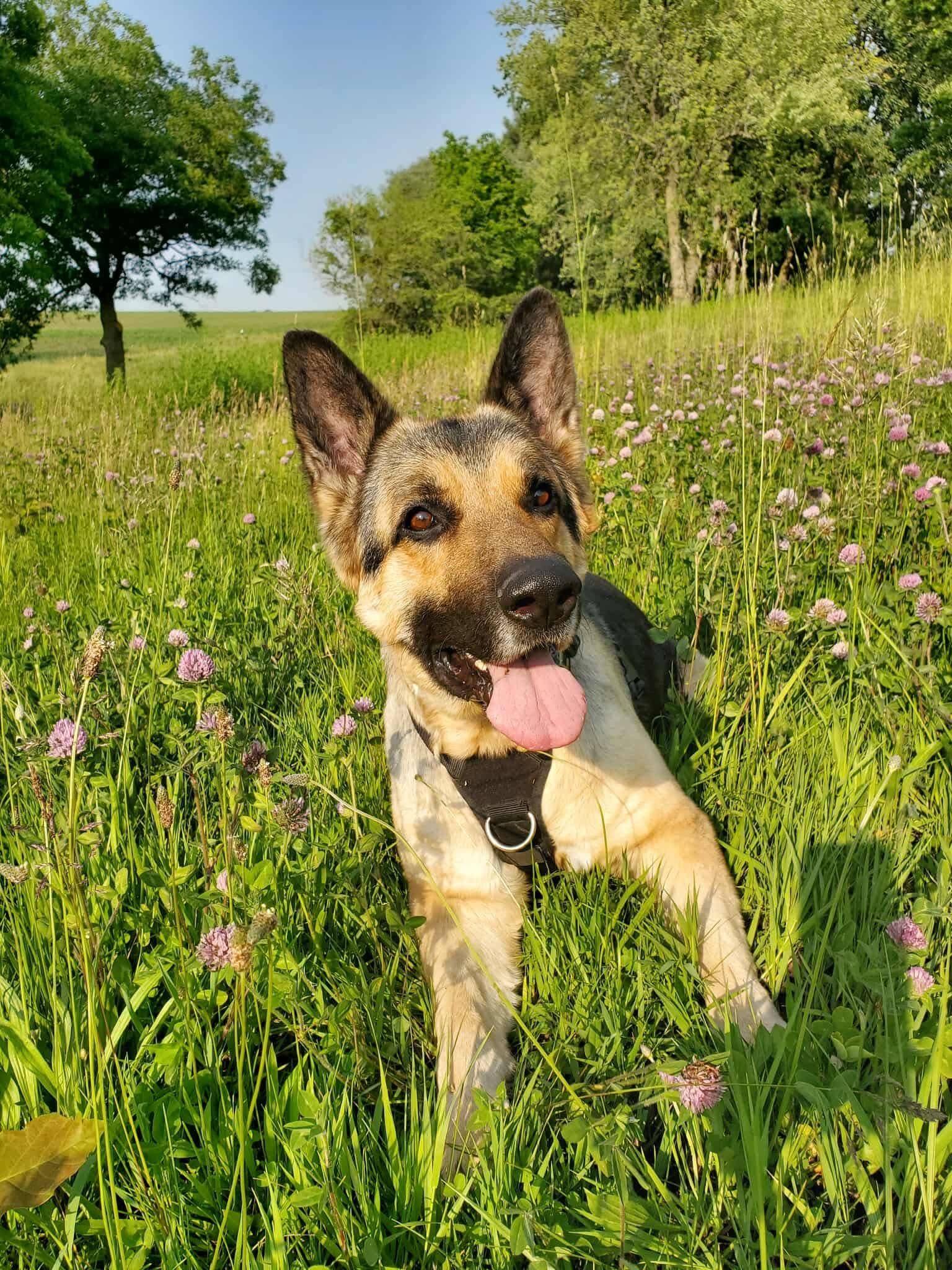 Enlarge Schnapps, a Adoptable German Shepherd Dog in Chicago, IL image 6/6