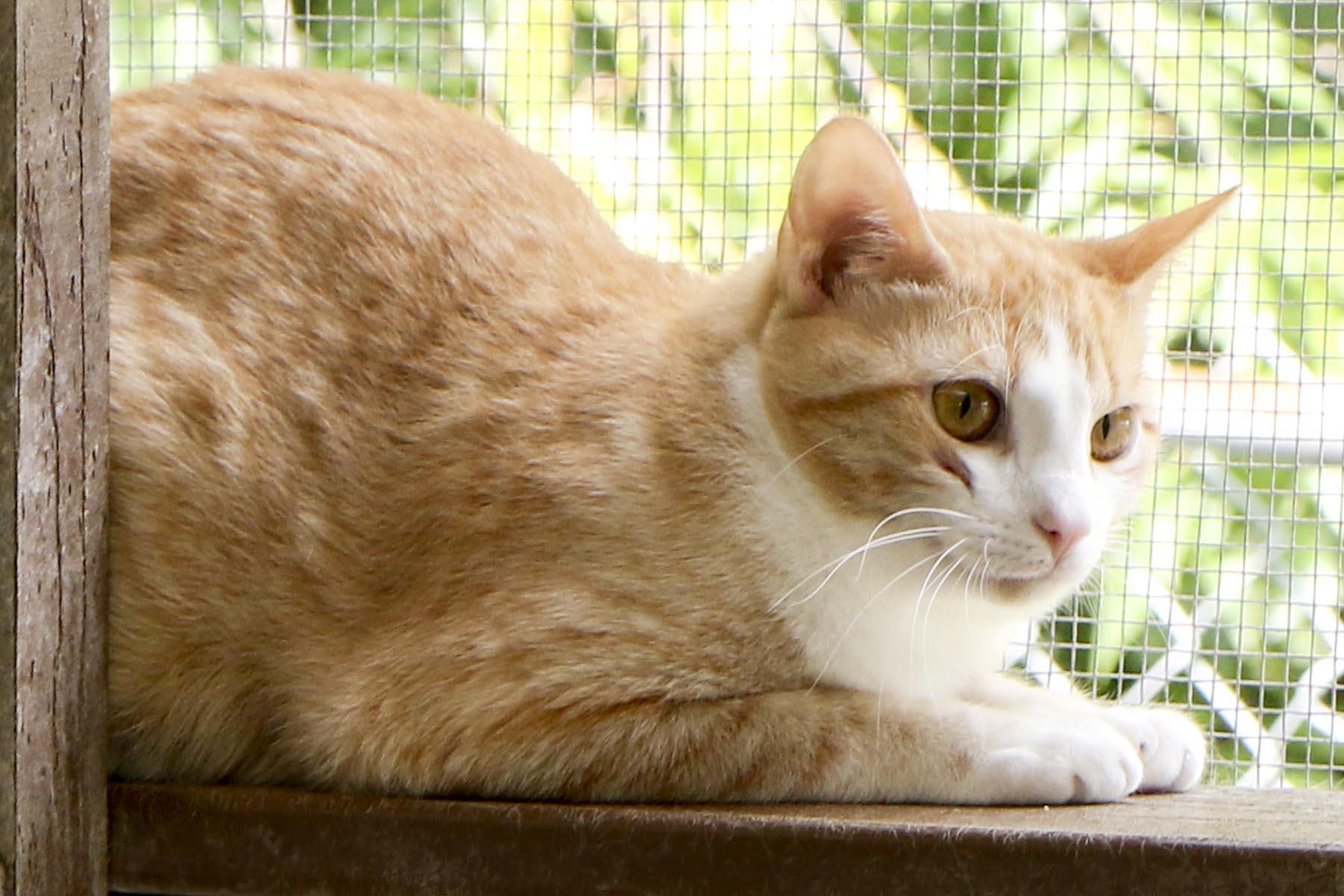 Enlarge Justine, a Adoptable mixed breed in Cashiers, NC image 2/3