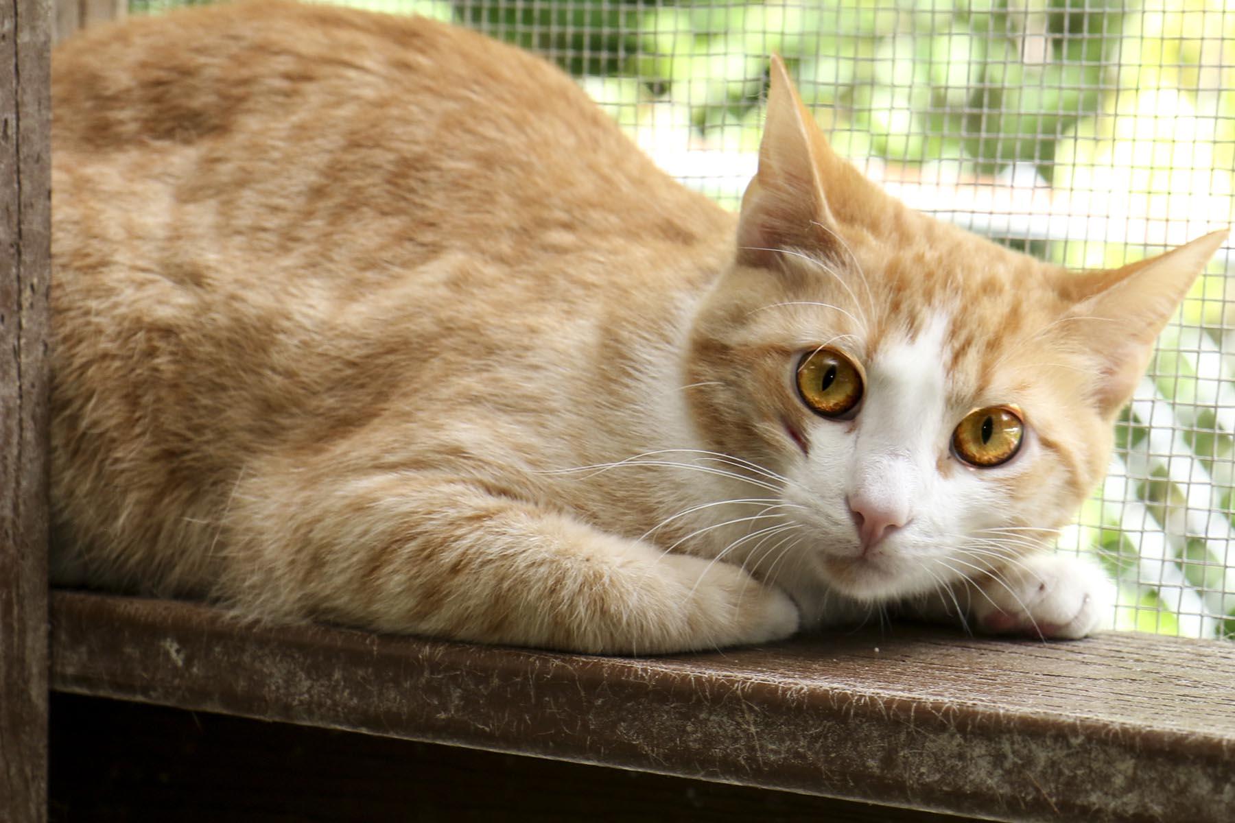 Enlarge Justine, a Adoptable mixed breed in Cashiers, NC image 1/3