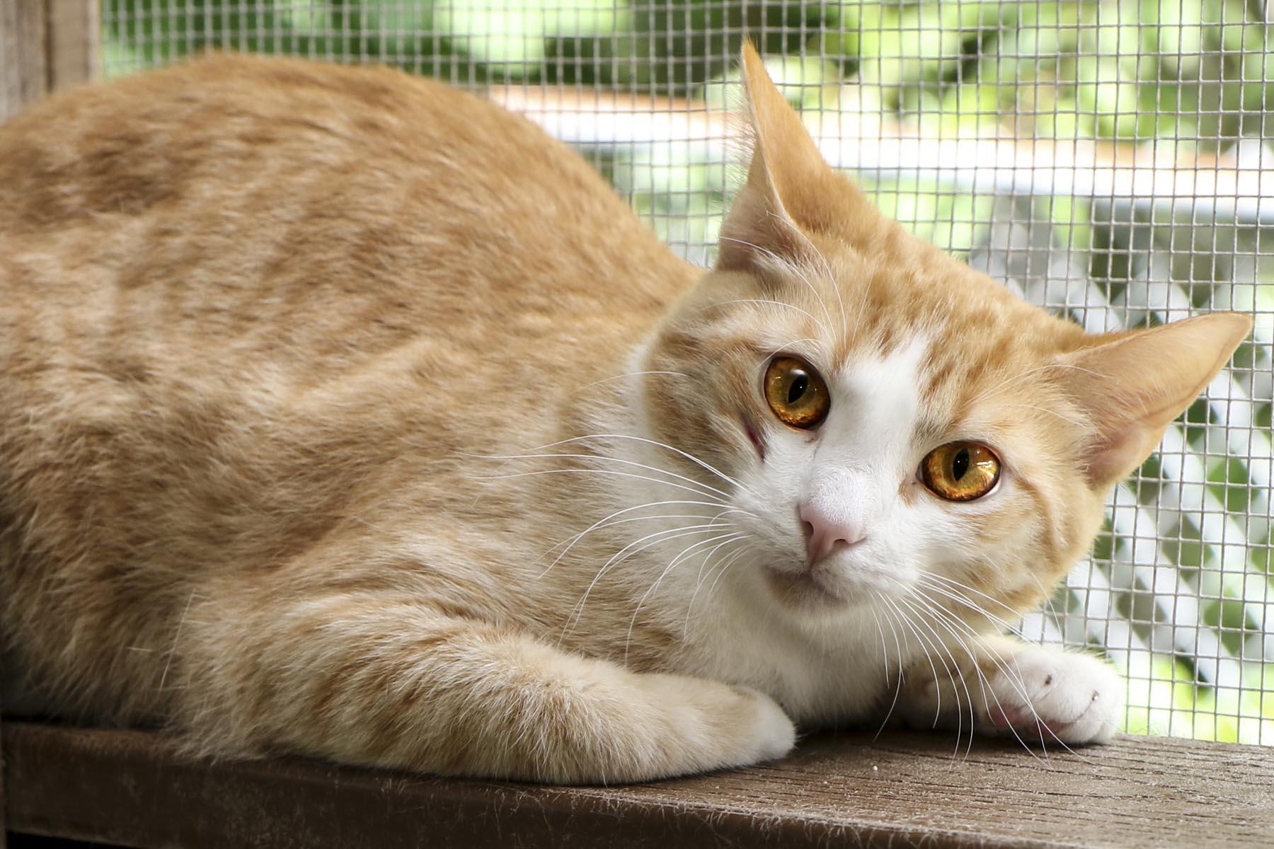 Enlarge Justine, a Adoptable mixed breed in Cashiers, NC image 3/3