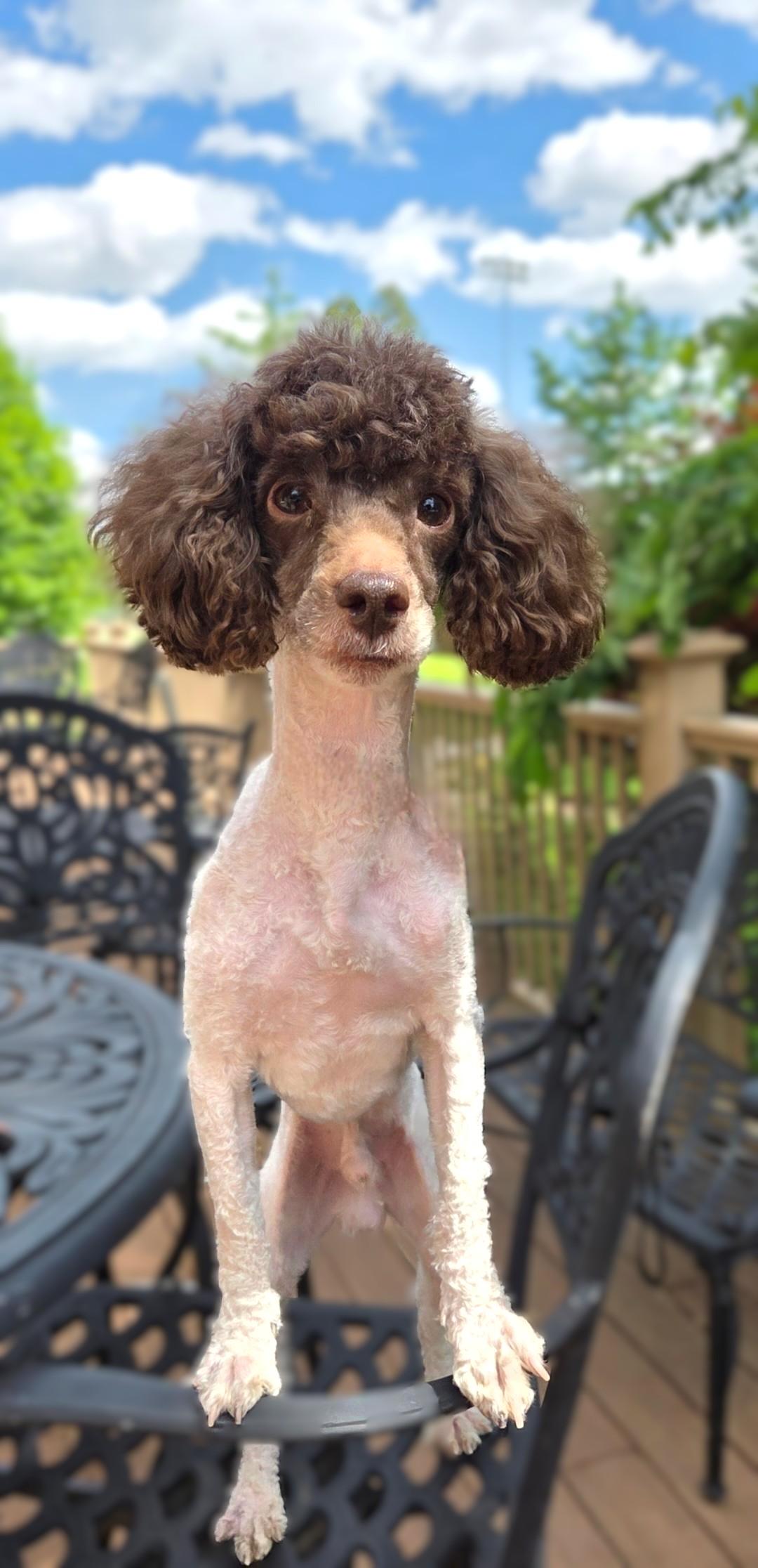 Enlarge Bruno-ADOPTION PENDING, a ADOPTABLE Poodle (Toy) in Bridgeton, MO image 5/5
