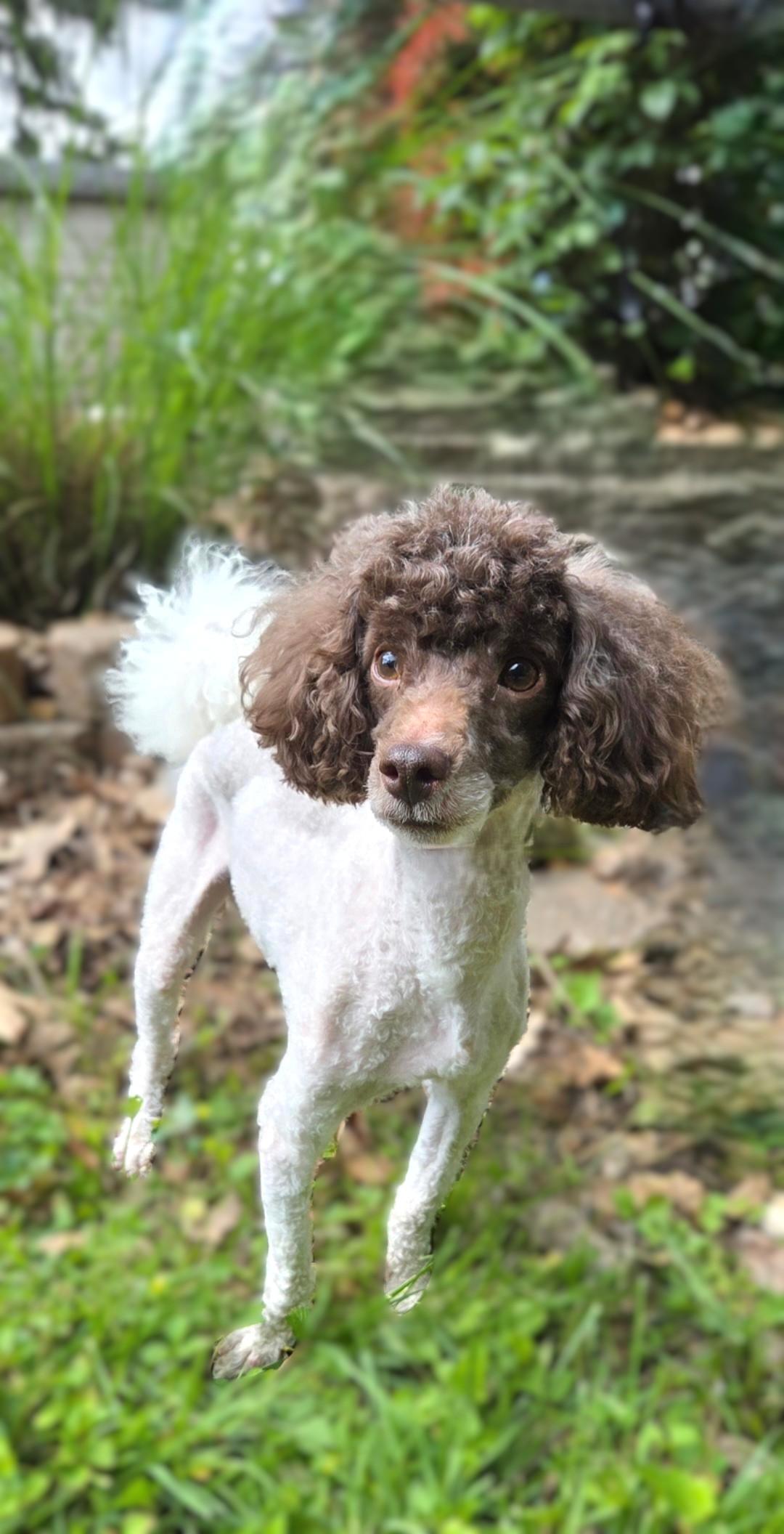 Enlarge Bruno-ADOPTION PENDING, a ADOPTABLE Poodle (Toy) in Bridgeton, MO image 2/5