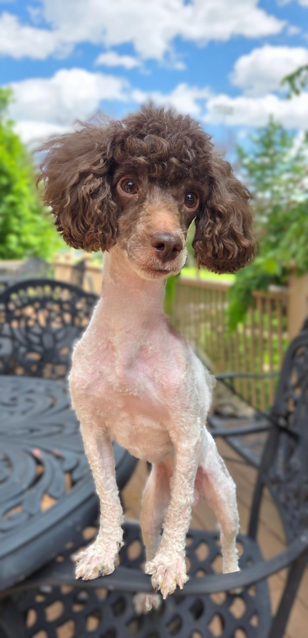 Enlarge Bruno-ADOPTION PENDING, a ADOPTABLE Poodle (Toy) in Bridgeton, MO image 3/5