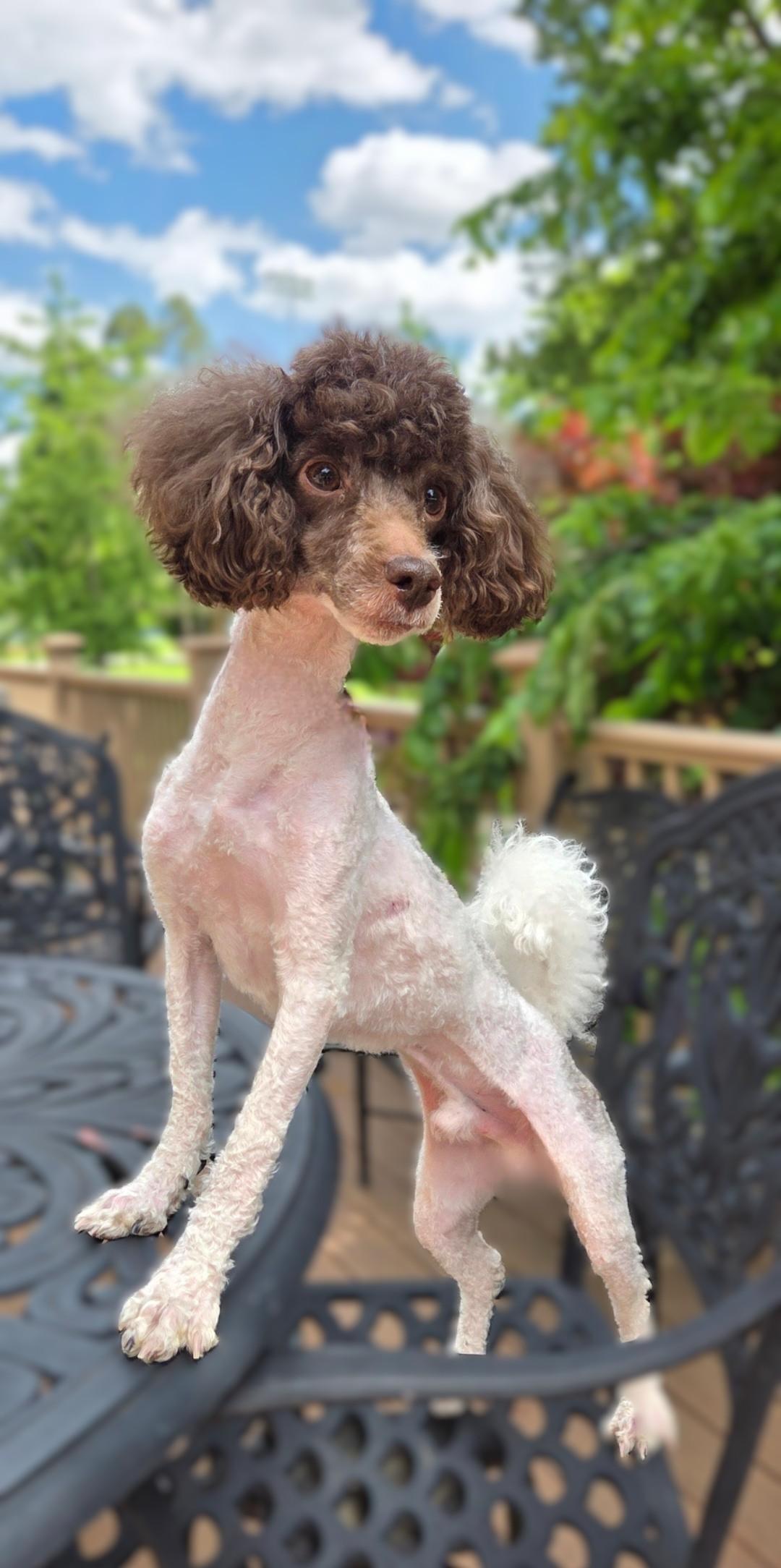 Enlarge Bruno-ADOPTION PENDING, a ADOPTABLE Poodle (Toy) in Bridgeton, MO image 4/5