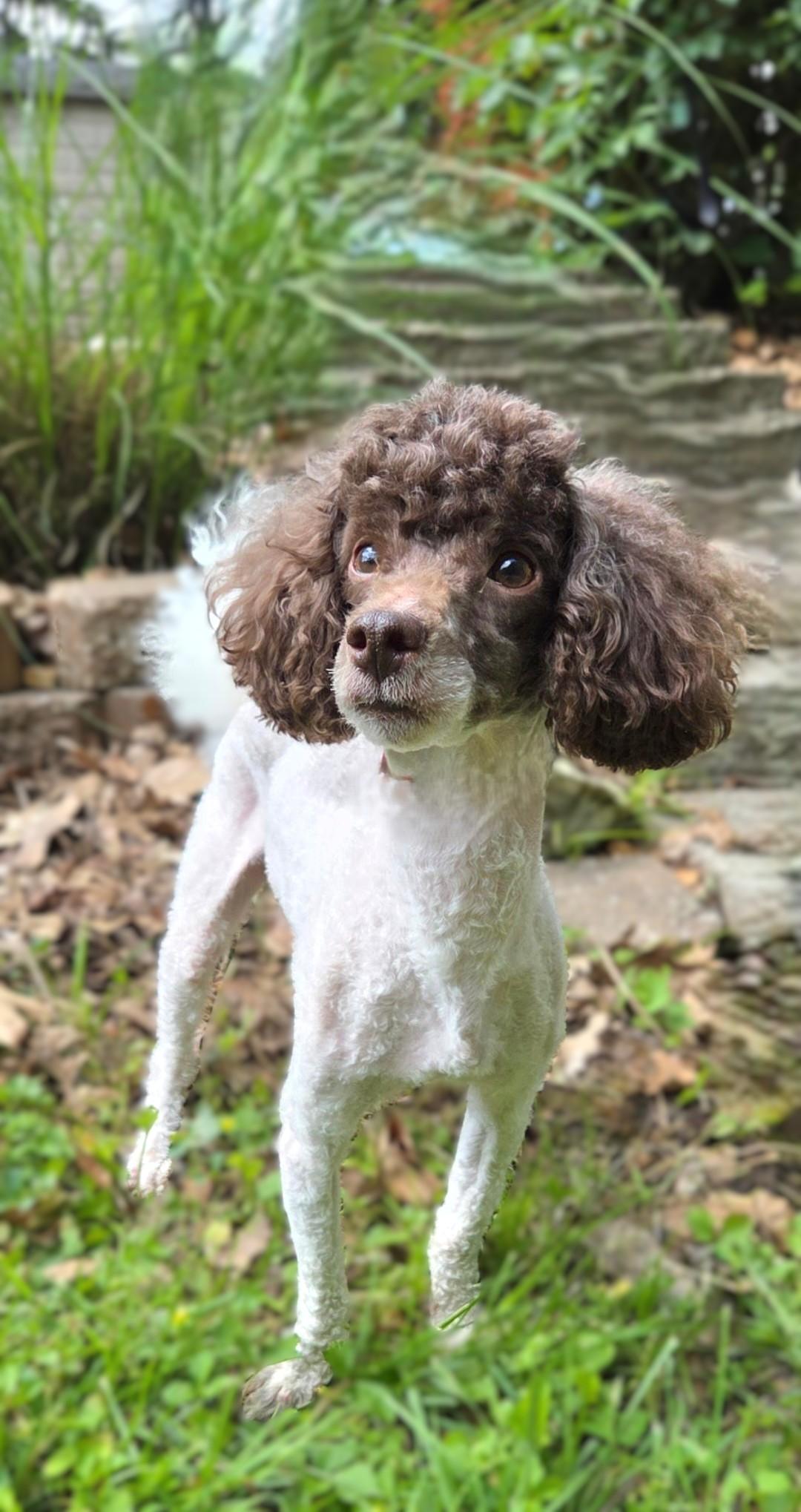 Enlarge Bruno-ADOPTION PENDING, a ADOPTABLE Poodle (Toy) in Bridgeton, MO image 1/5
