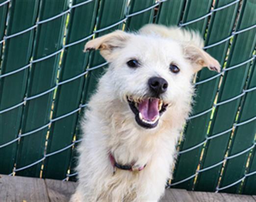 MAEVE, Adoptable, Adult Female Terrier & Mixed Breed.