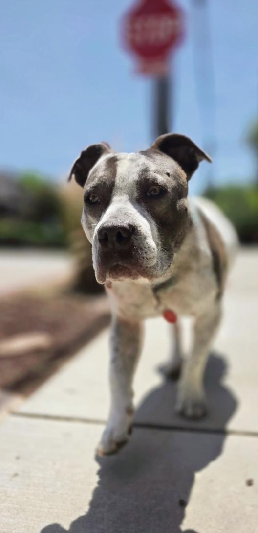 Meet HoneyBee Shes a 5-year-old 43-pound pittie mix with a heart full of swee