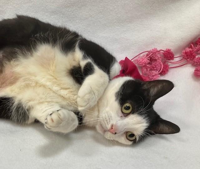 Enlarge LAILA, a Adoptable Domestic Short Hair in Upper Marlboro, MD image 1/1