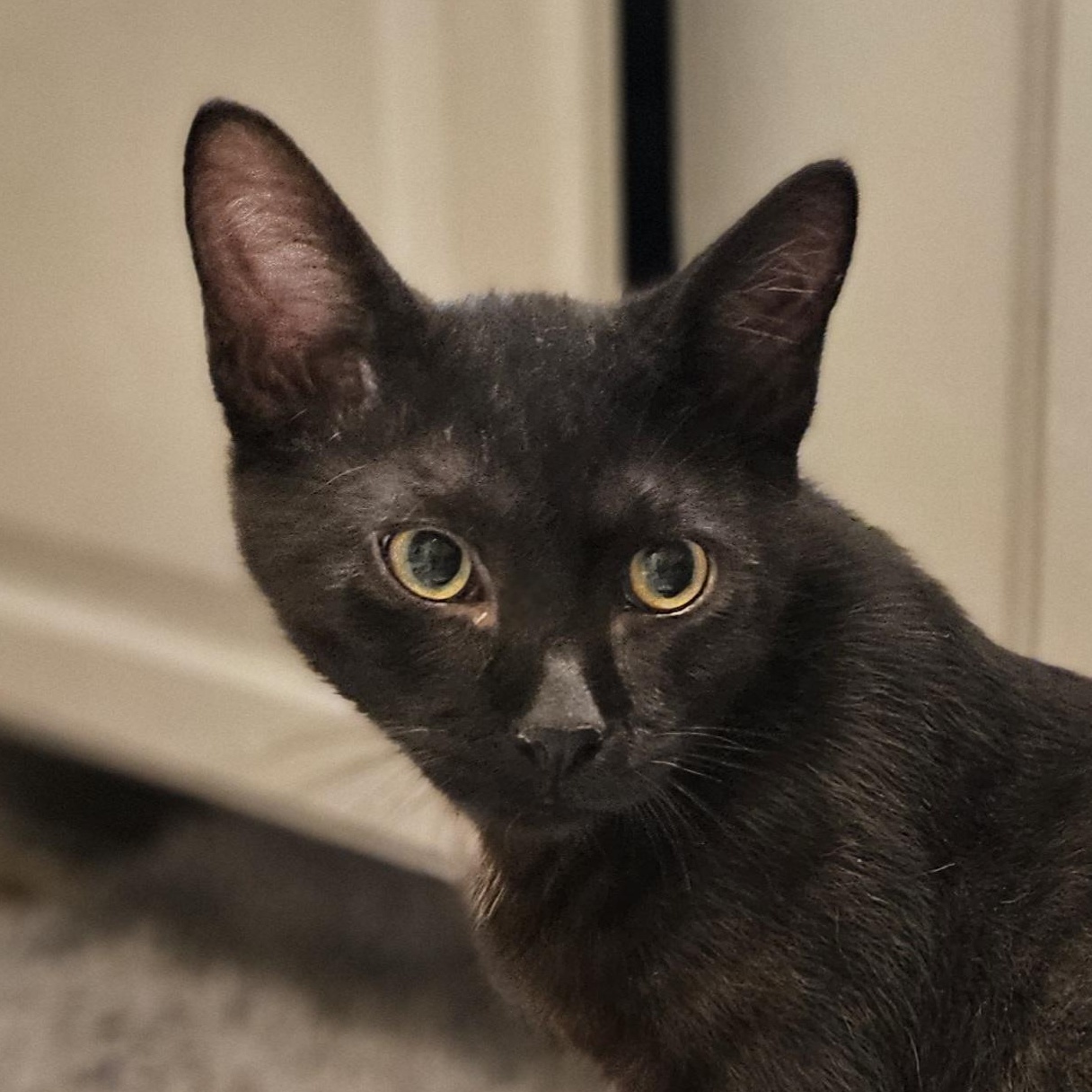 Enlarge Boston, a ADOPTABLE Domestic Short Hair in Hudsonville, MI image 2/3