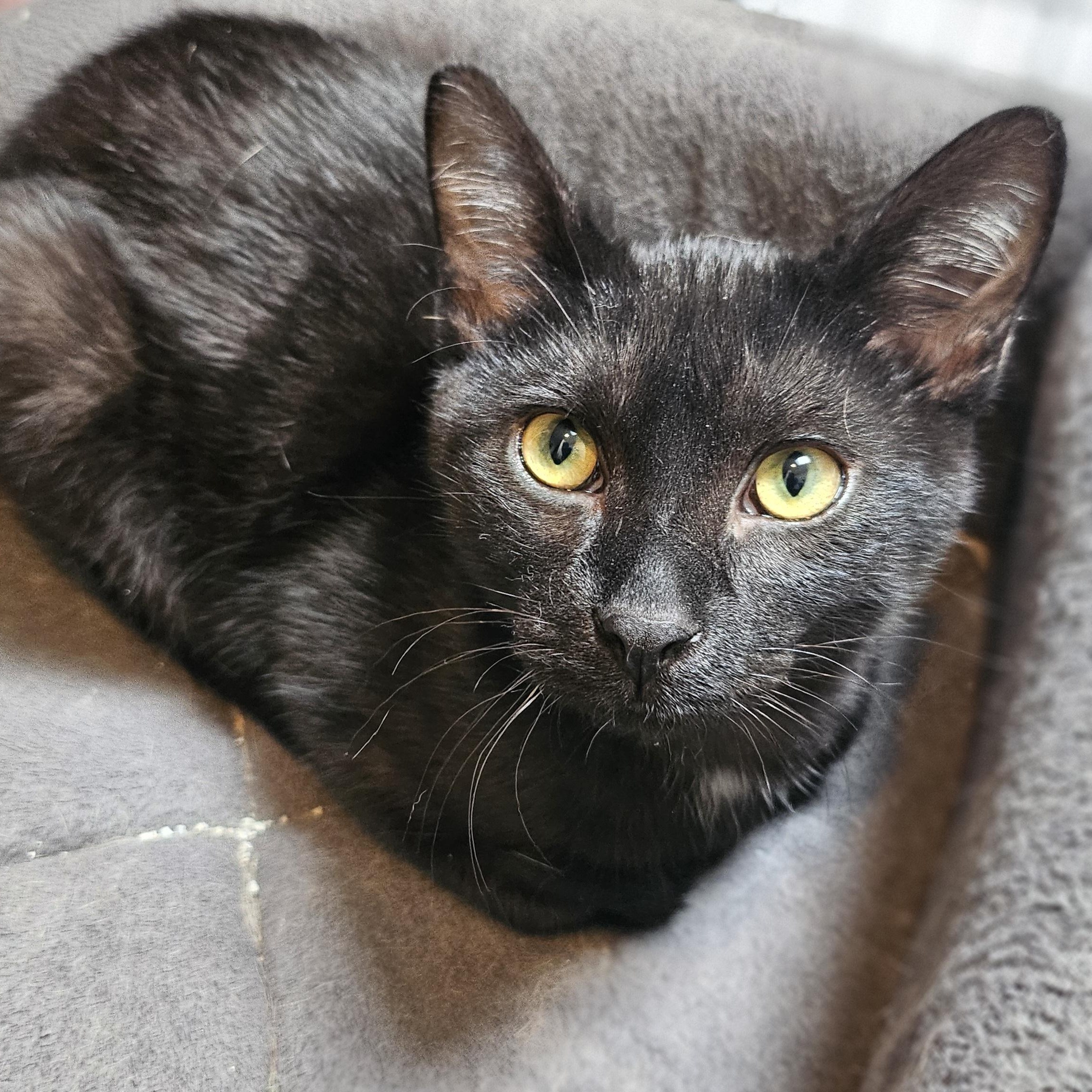 Enlarge Boston, a ADOPTABLE Domestic Short Hair in Hudsonville, MI image 1/3