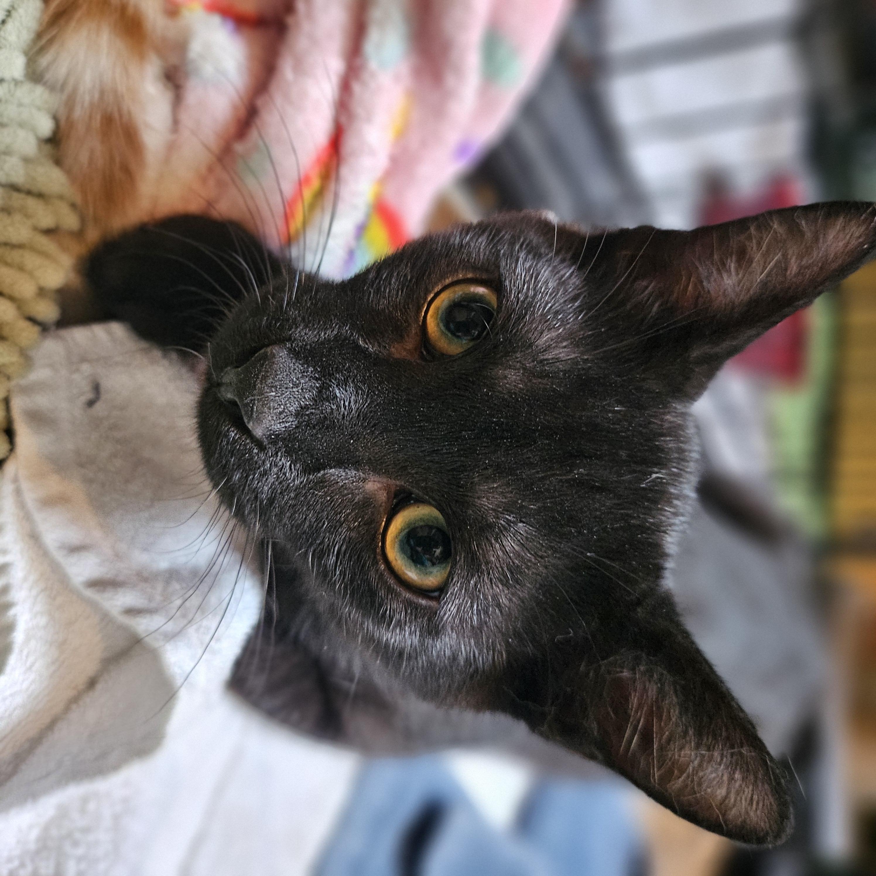 Enlarge Boston, a ADOPTABLE Domestic Short Hair in Hudsonville, MI image 3/3