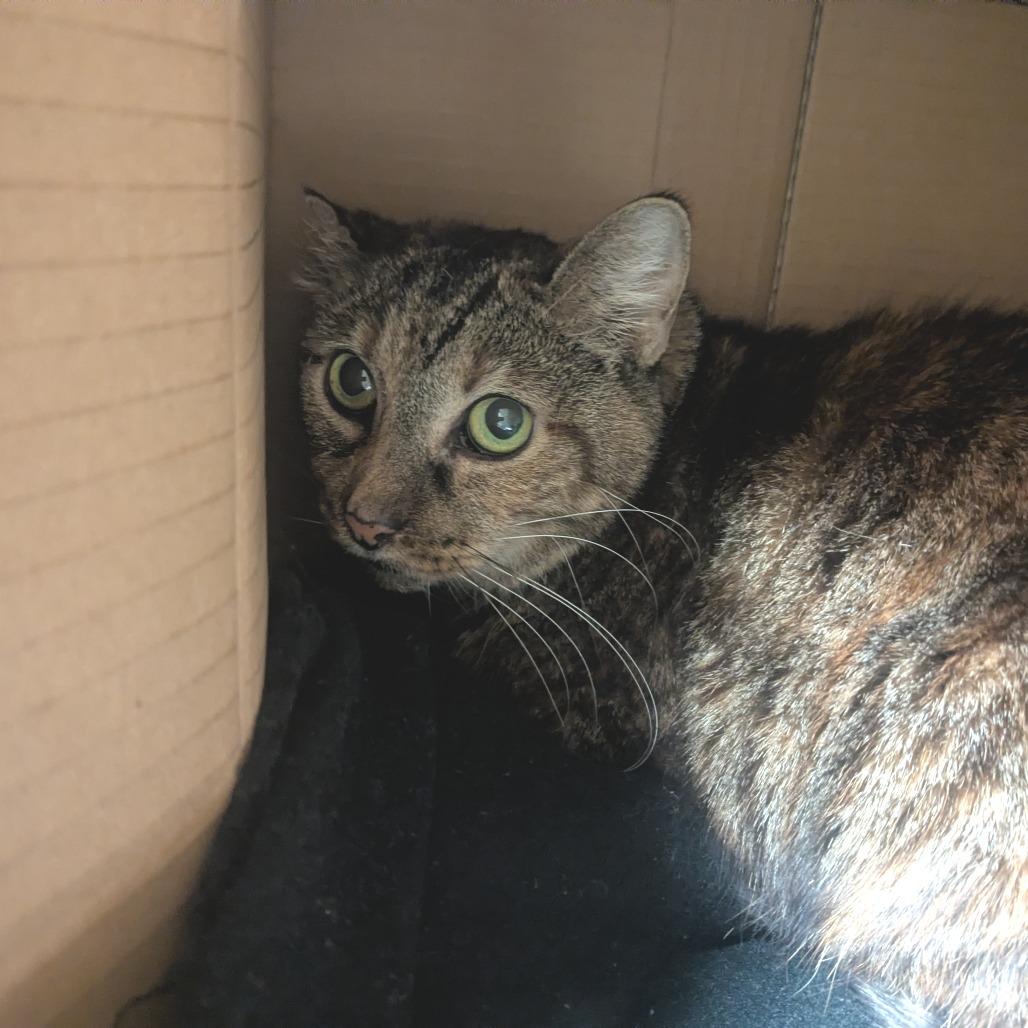 Chilli, Adoptable, Senior Female Domestic Short Hair.