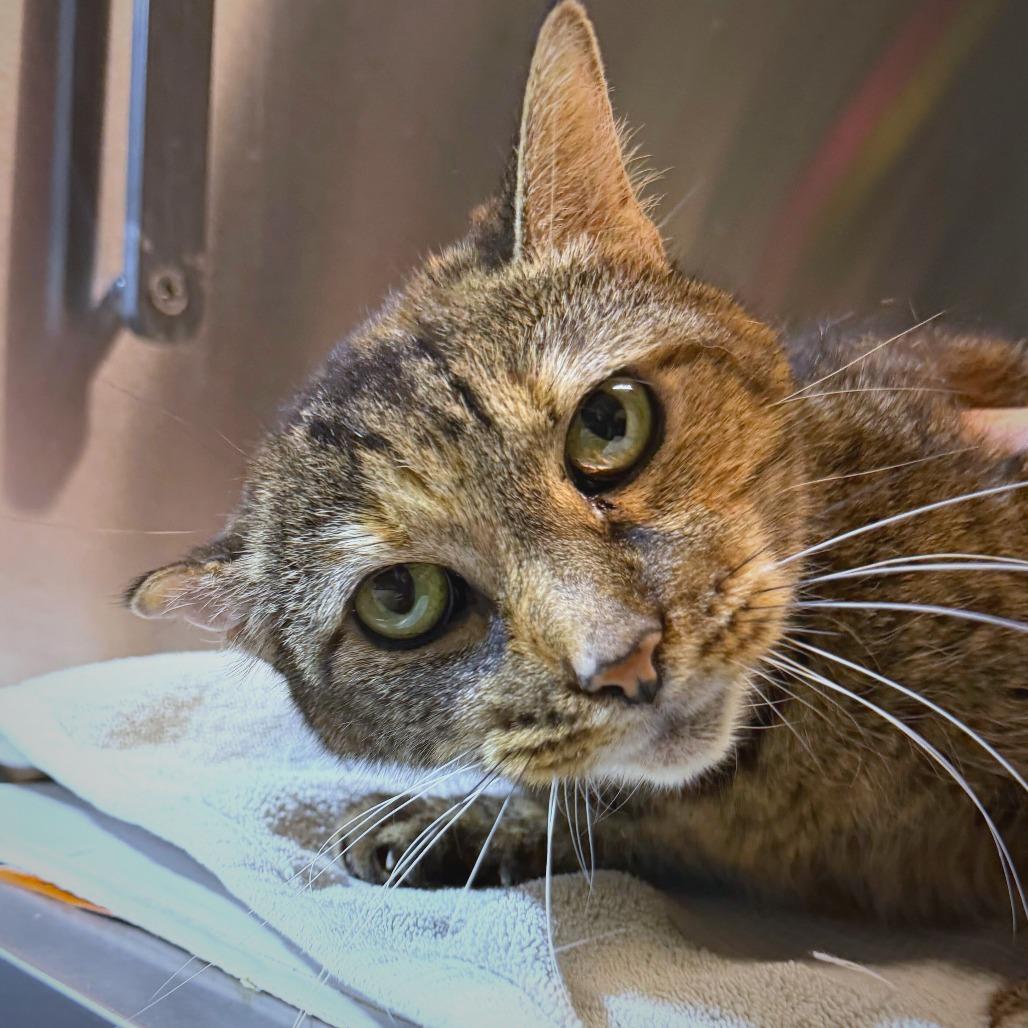 Enlarge Chilli, a Adoptable Domestic Short Hair in Providence, RI image 3/5