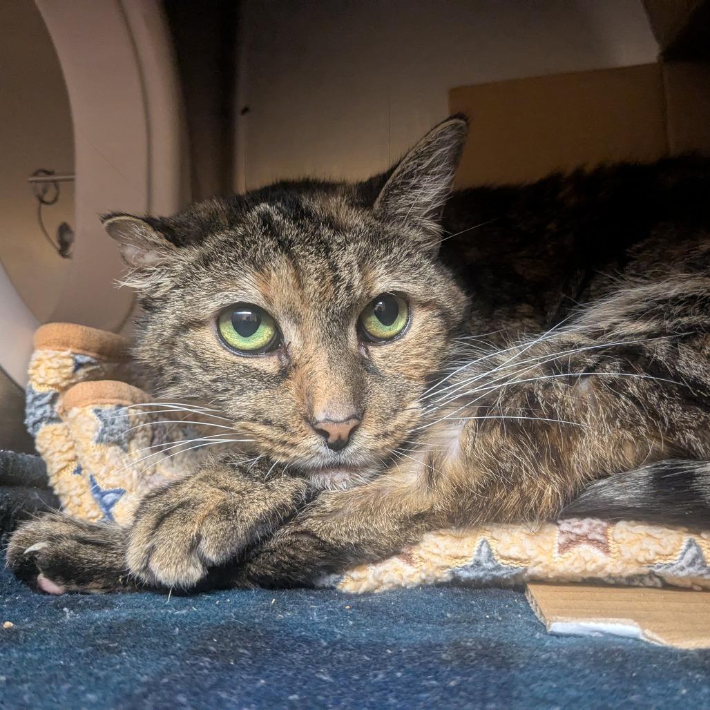 Enlarge Chilli, a Adoptable Domestic Short Hair in Providence, RI image 4/5