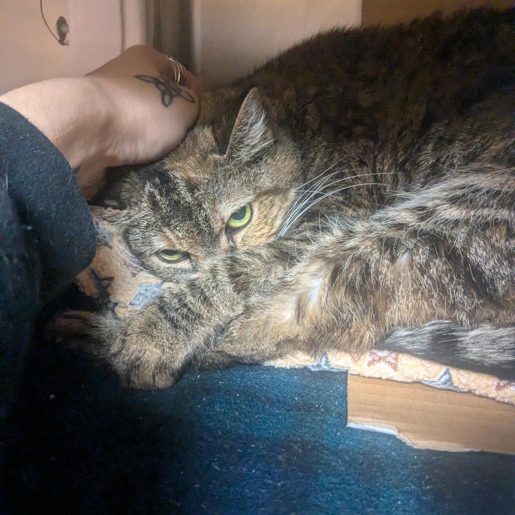 Enlarge Chilli, a Adoptable Domestic Short Hair in Providence, RI image 5/5