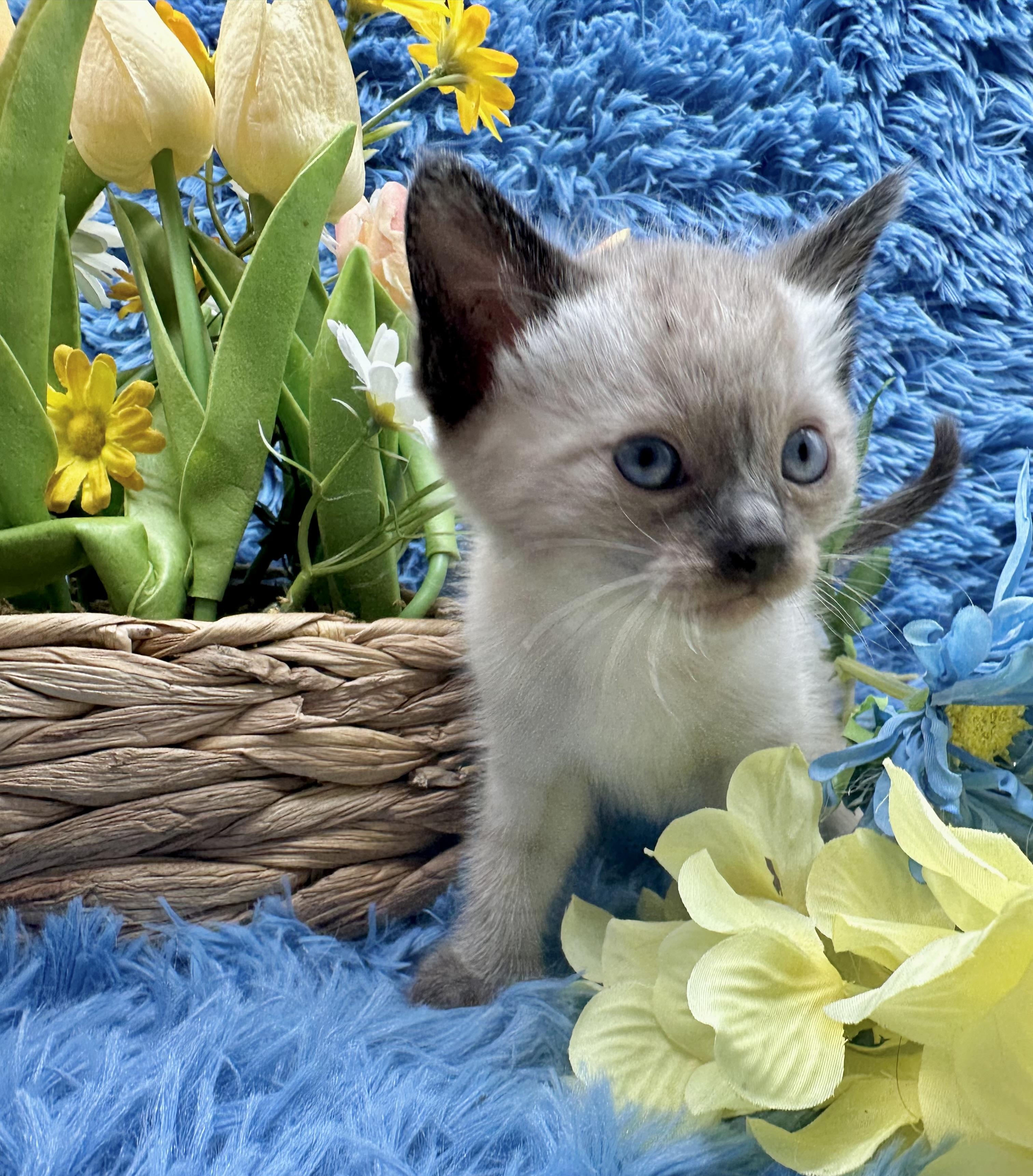 Maui (Kona), a ADOPTABLE Domestic Short Hair in HUNTINGTON BEACH, CA image 5/6