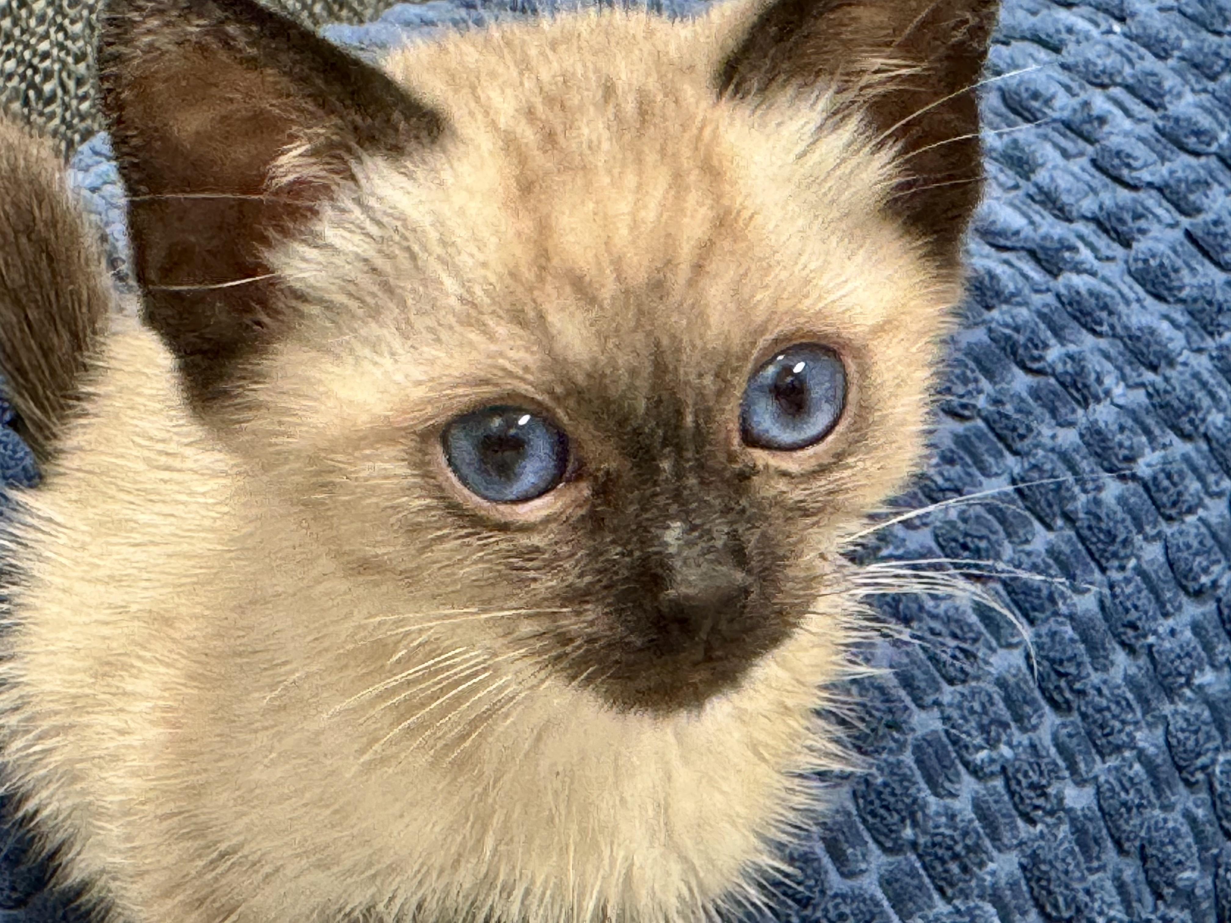 Maui (Kona), ADOPTABLE, Kitten Male Domestic Short Hair.