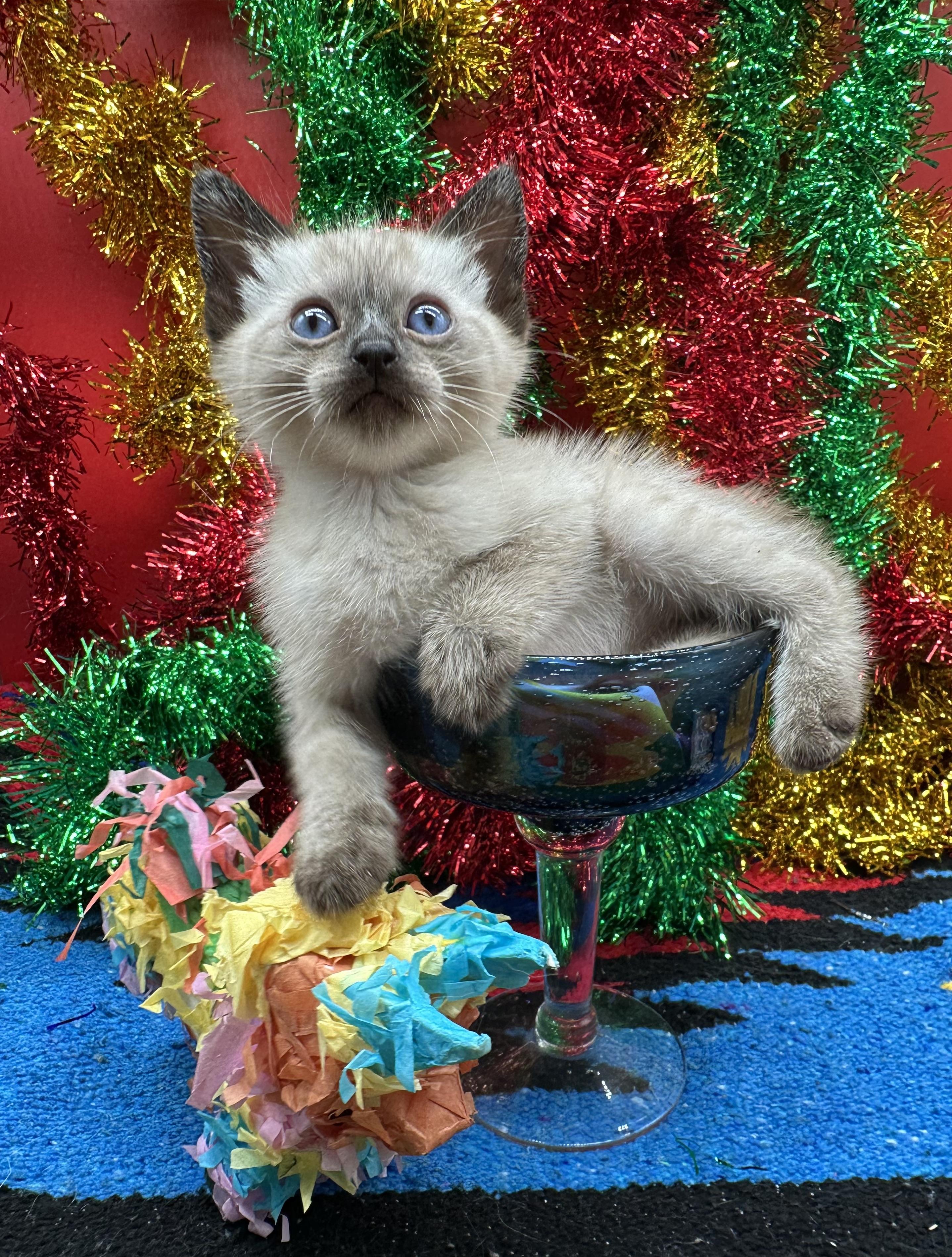 Maui (Kona), a ADOPTABLE Domestic Short Hair in HUNTINGTON BEACH, CA image 4/6