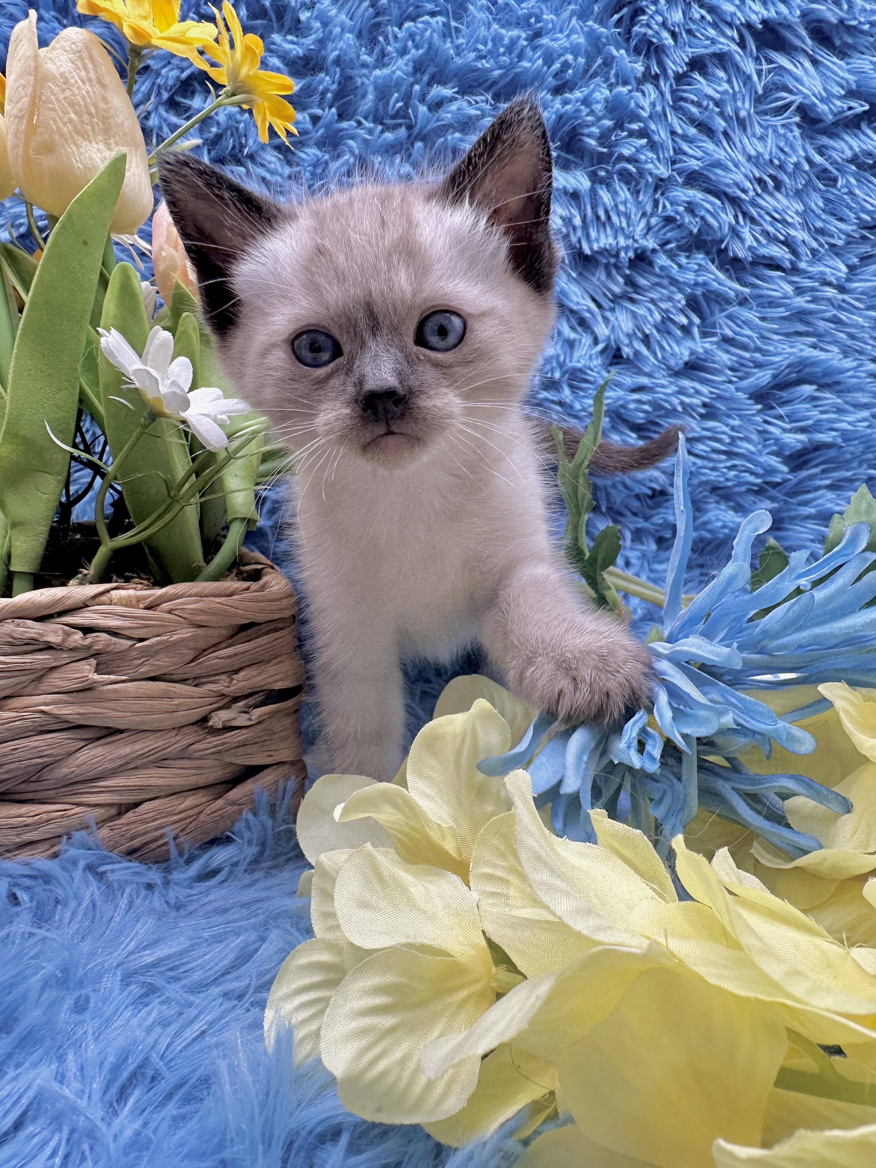 Maui (Kona), a ADOPTABLE Domestic Short Hair in HUNTINGTON BEACH, CA image 3/6
