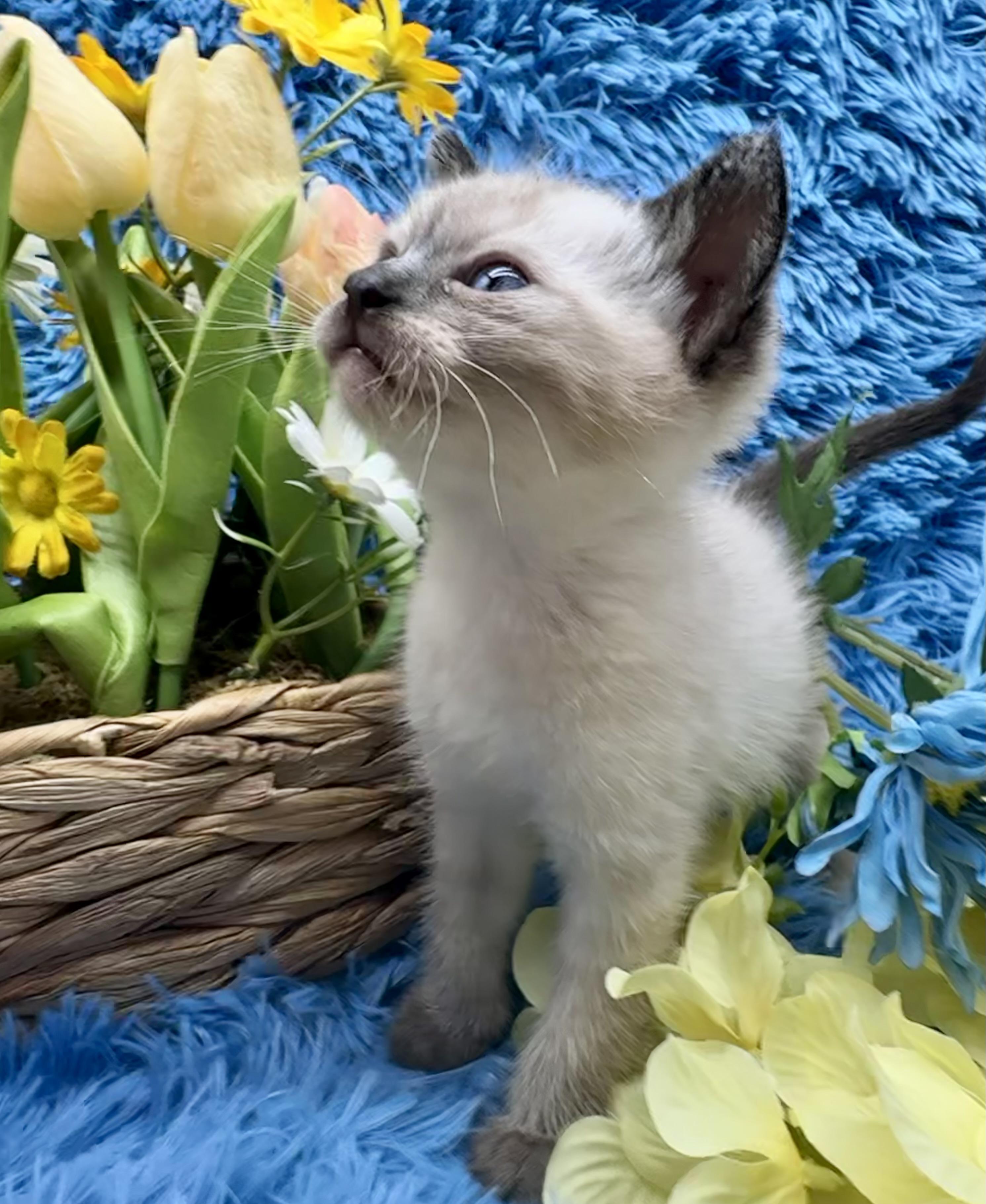 Maui (Kona), a ADOPTABLE Domestic Short Hair in HUNTINGTON BEACH, CA image 6/6
