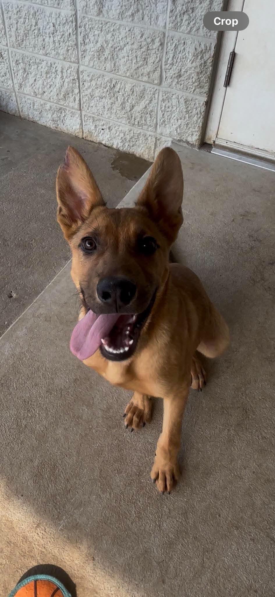 Dino, adoptable, Young Male German Shepherd Dog.