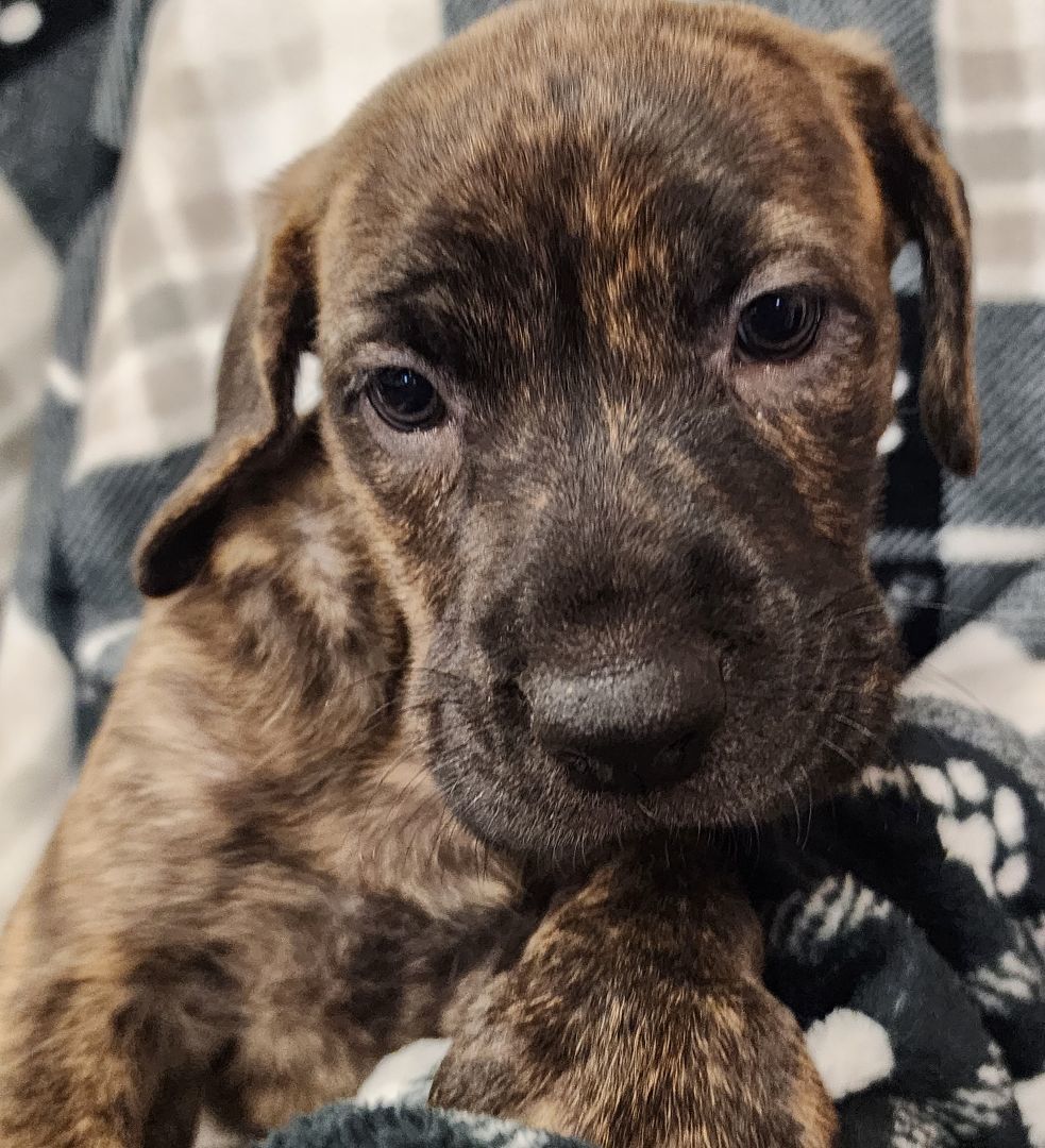 Harper, a Adopted mixed breed in Plantsville, CT image 3/9