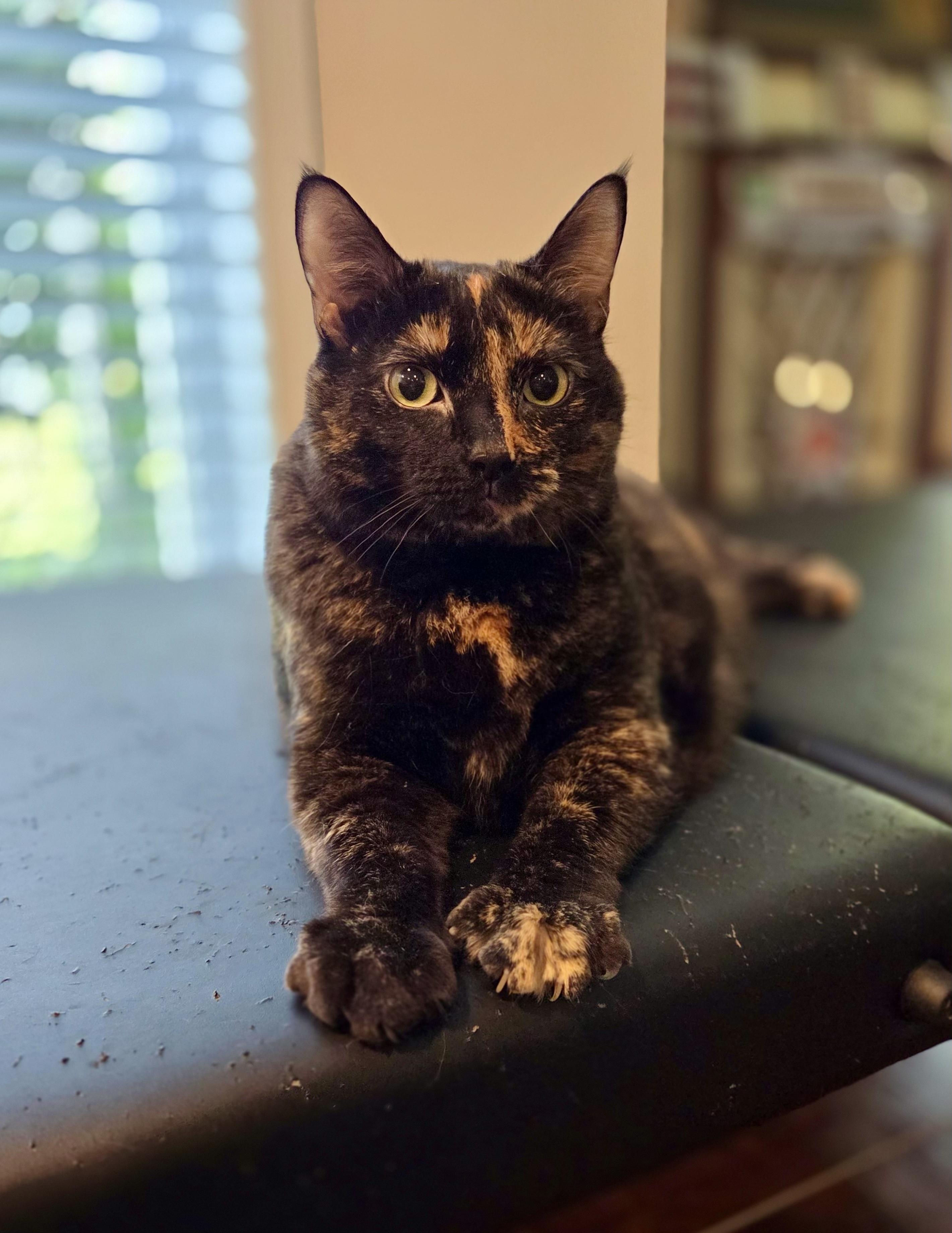 Violet, a ADOPTABLE Tortoiseshell in Bethel, CT image 4/6