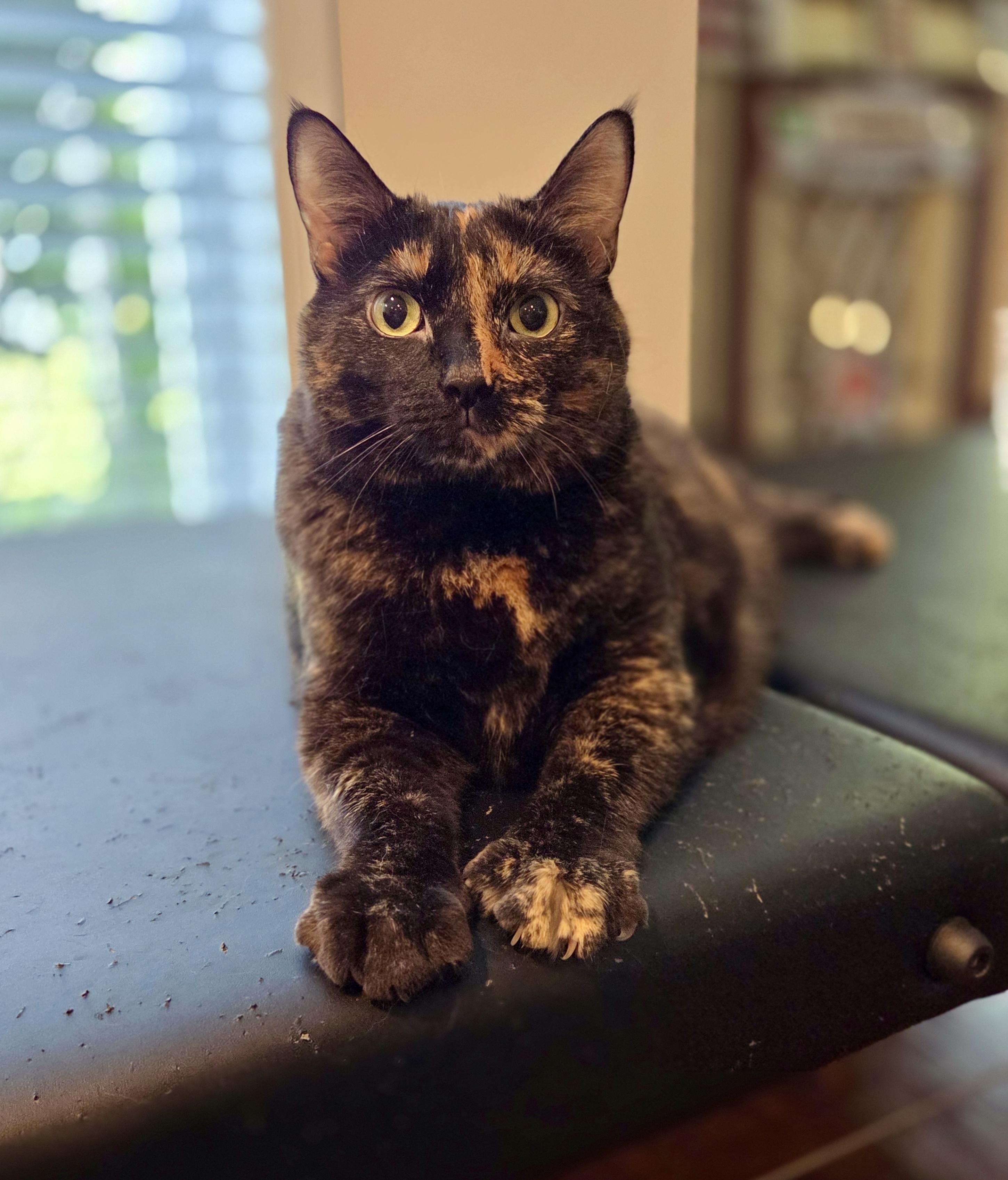 Violet, a ADOPTABLE Tortoiseshell in Bethel, CT image 2/6