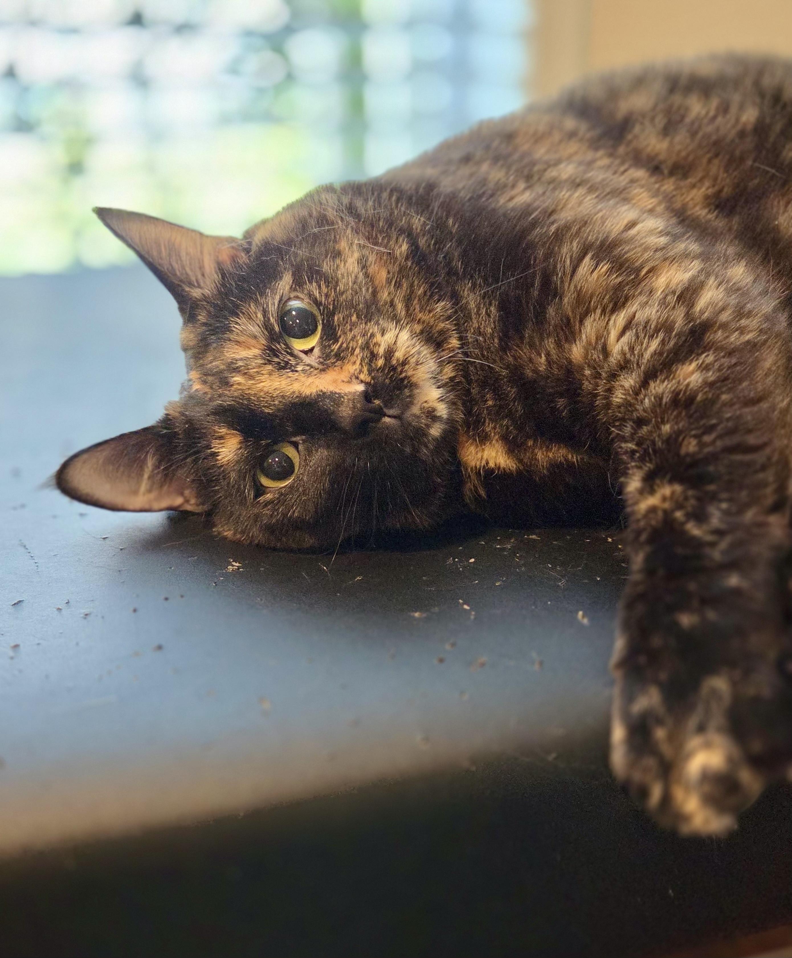Violet, a ADOPTABLE Tortoiseshell in Bethel, CT image 3/6